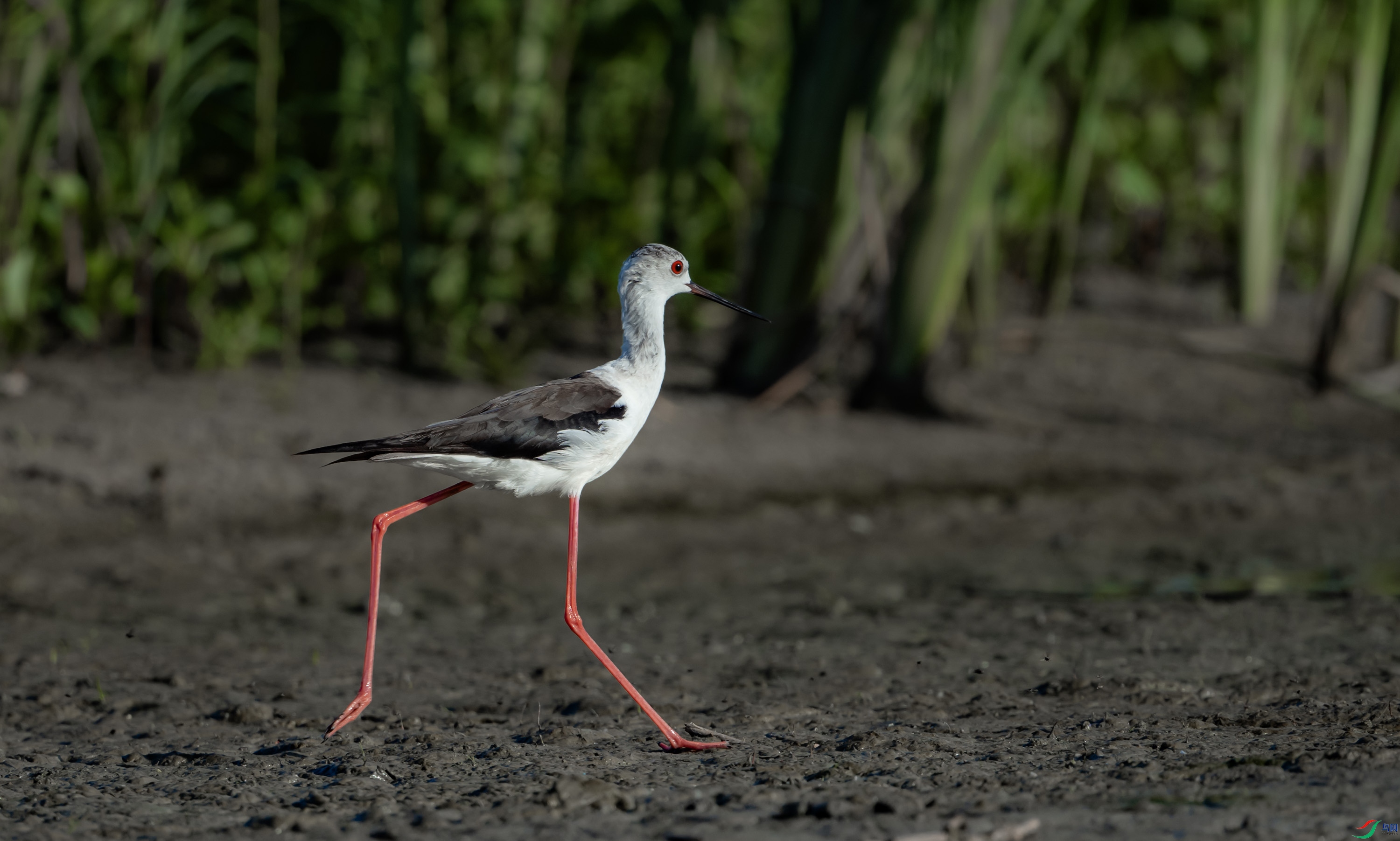 �ڳ᳤����