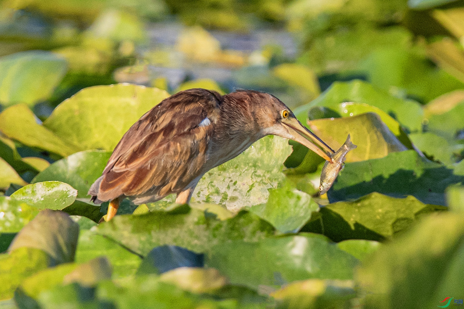 _90I4505 ����.jpg