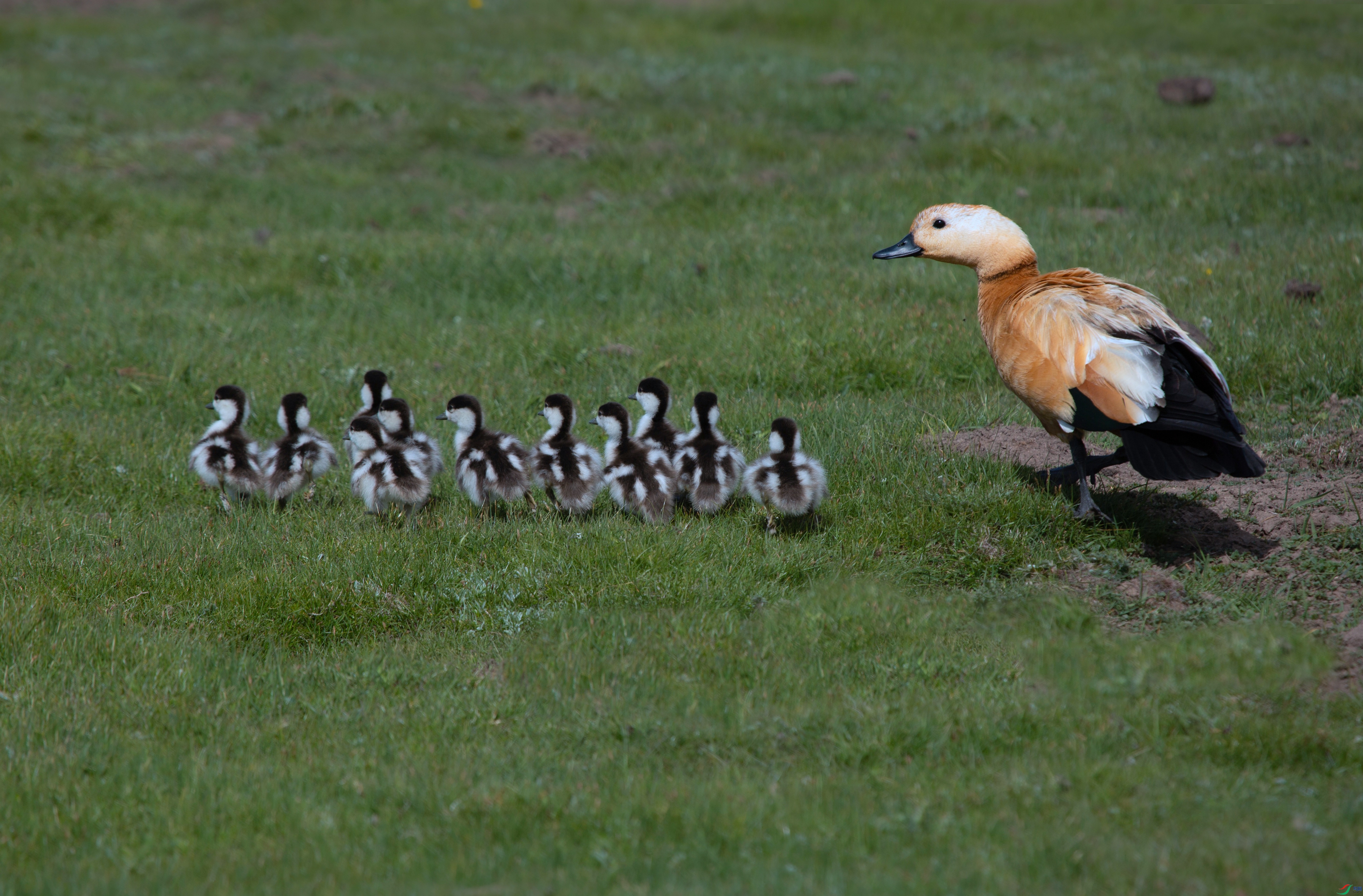 _39A040011111 - ����.jpg