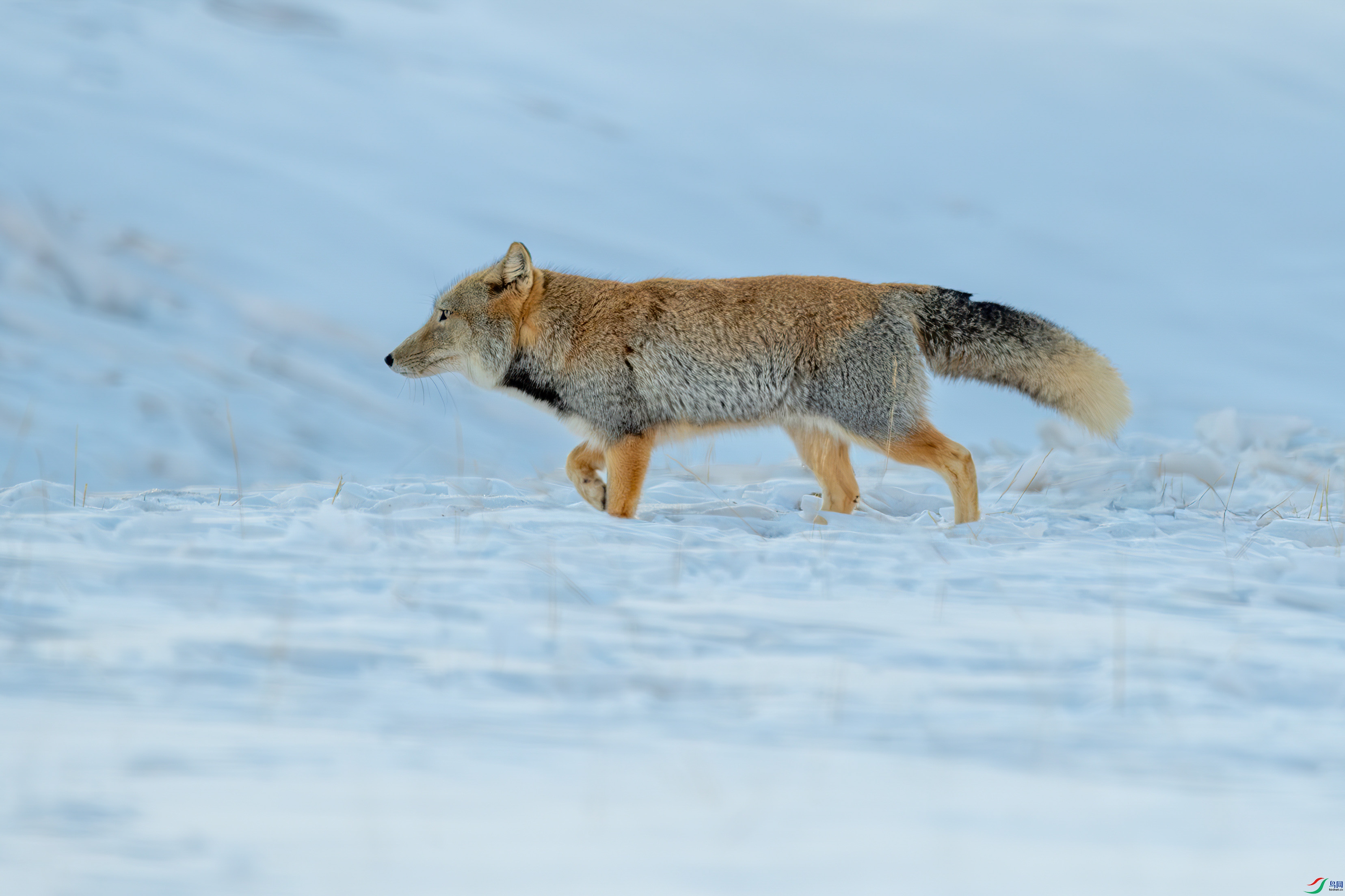 DSC_7548-����ǿ-NR.jpg