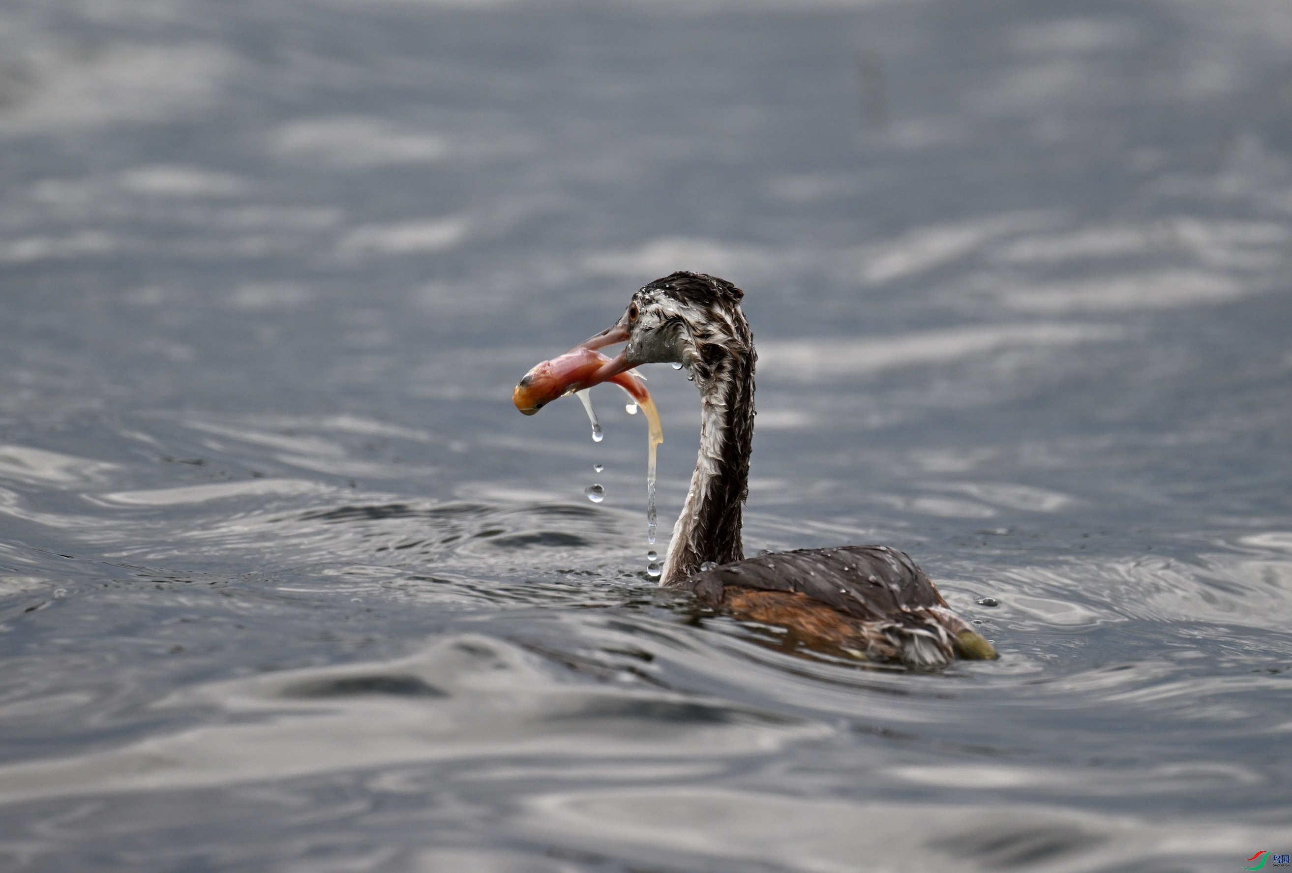 DSC_3615.JPG