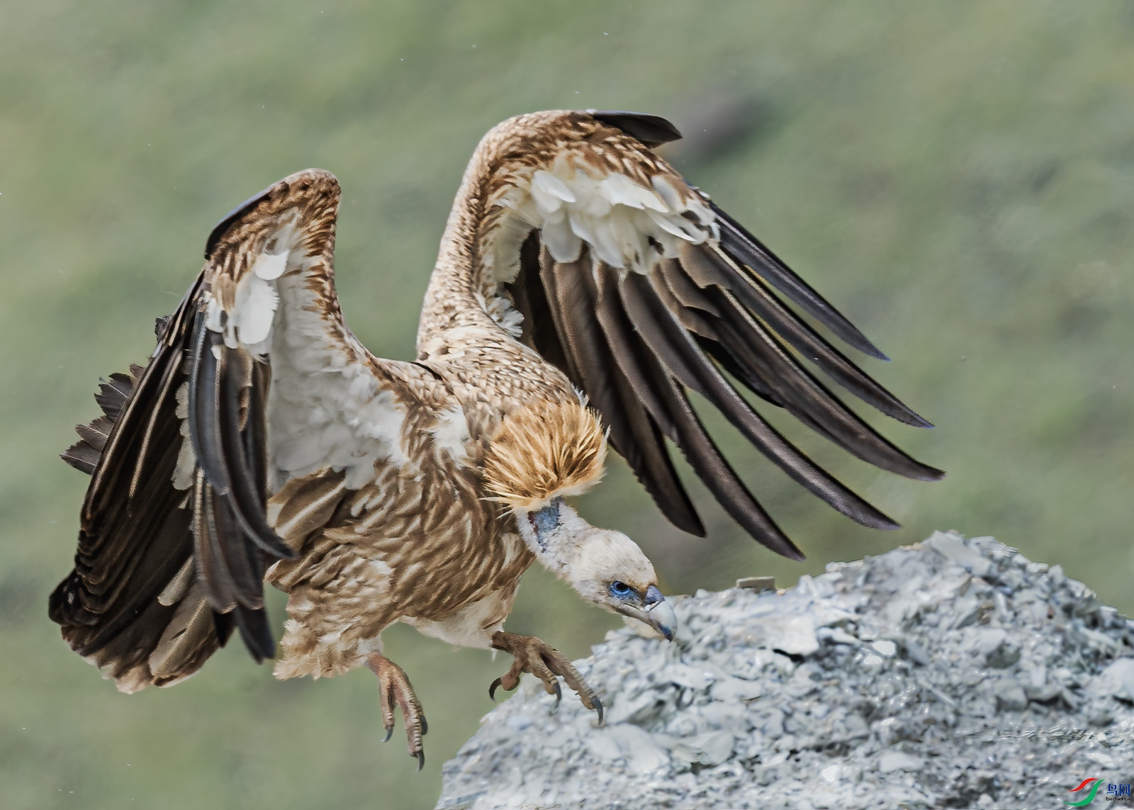 BJ1R8168-1.jpg