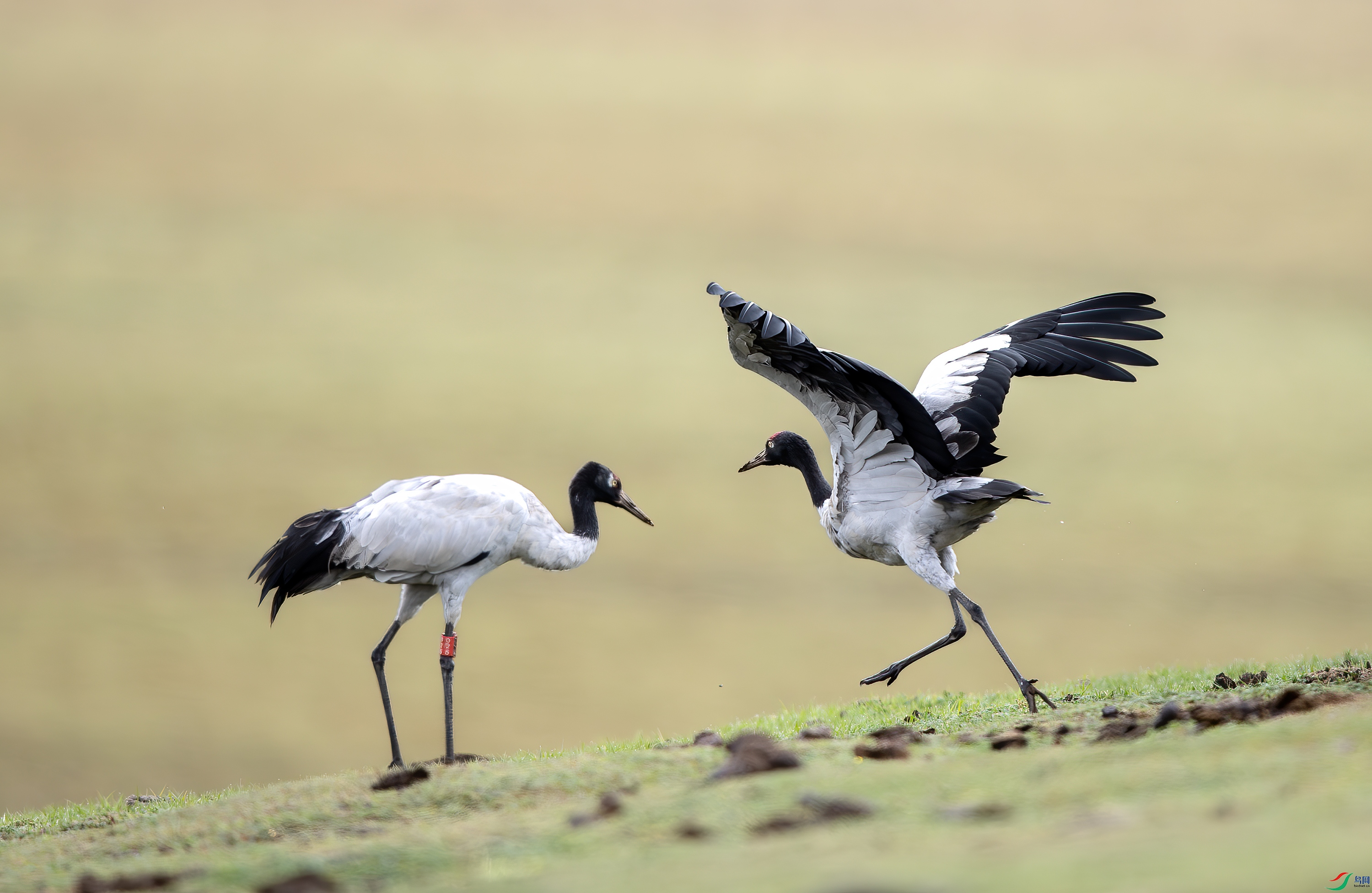 A15I6729-����ǿ-NR ����.jpg