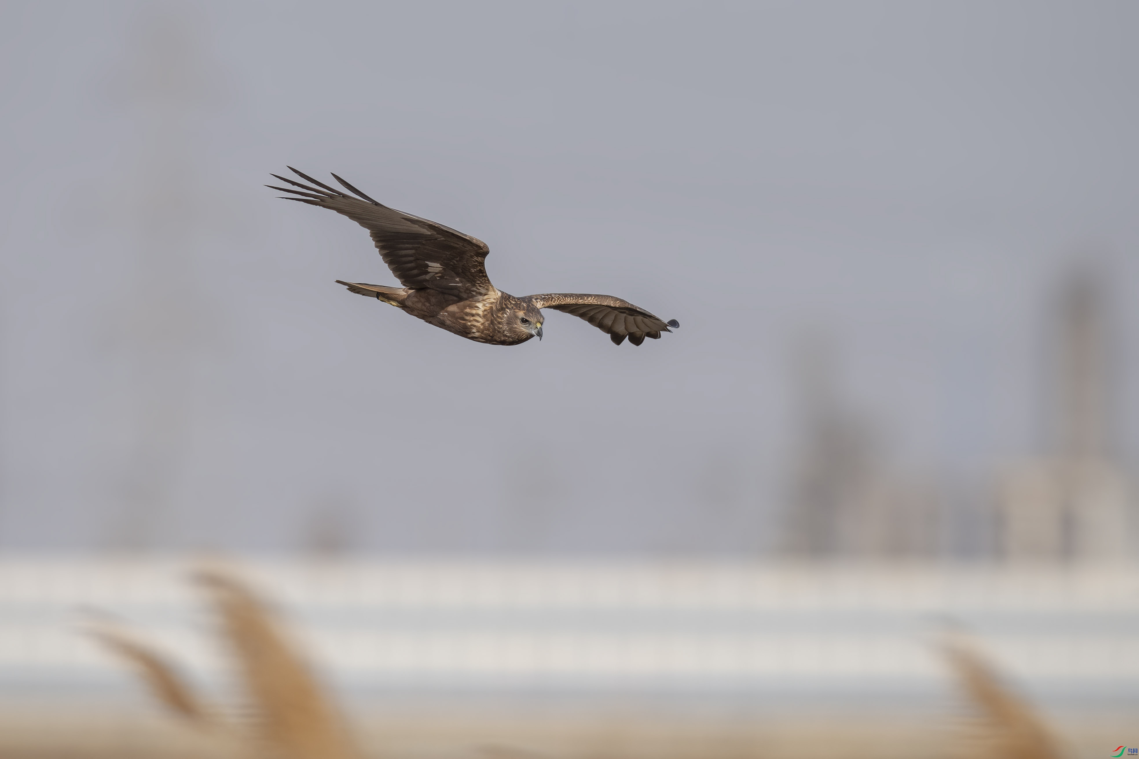 DSC_0954 ����.jpg