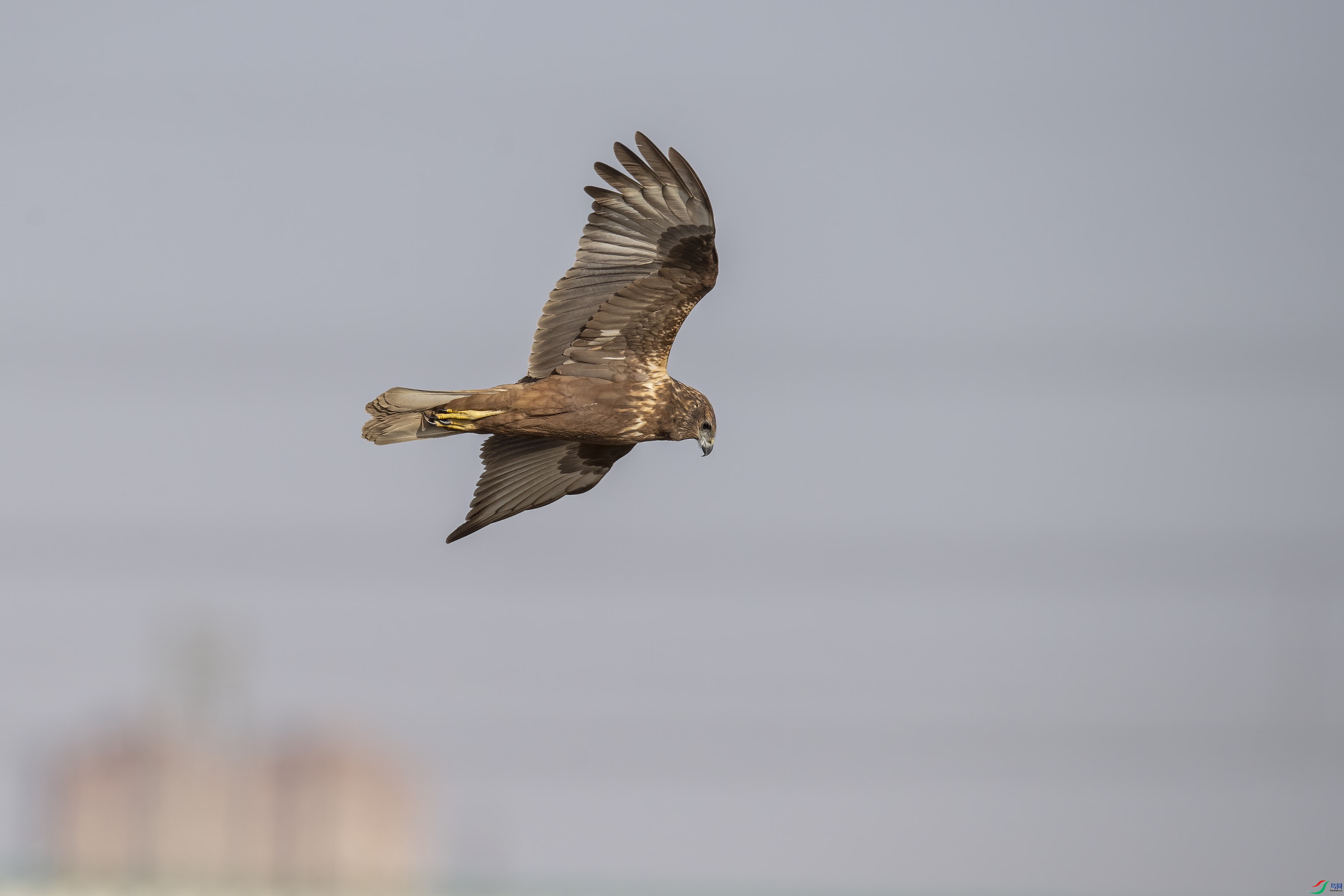 DSC_0927 ����.jpg