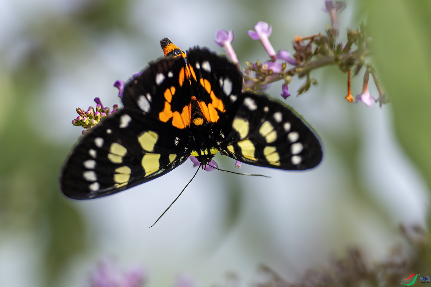 P7282850-����.jpg