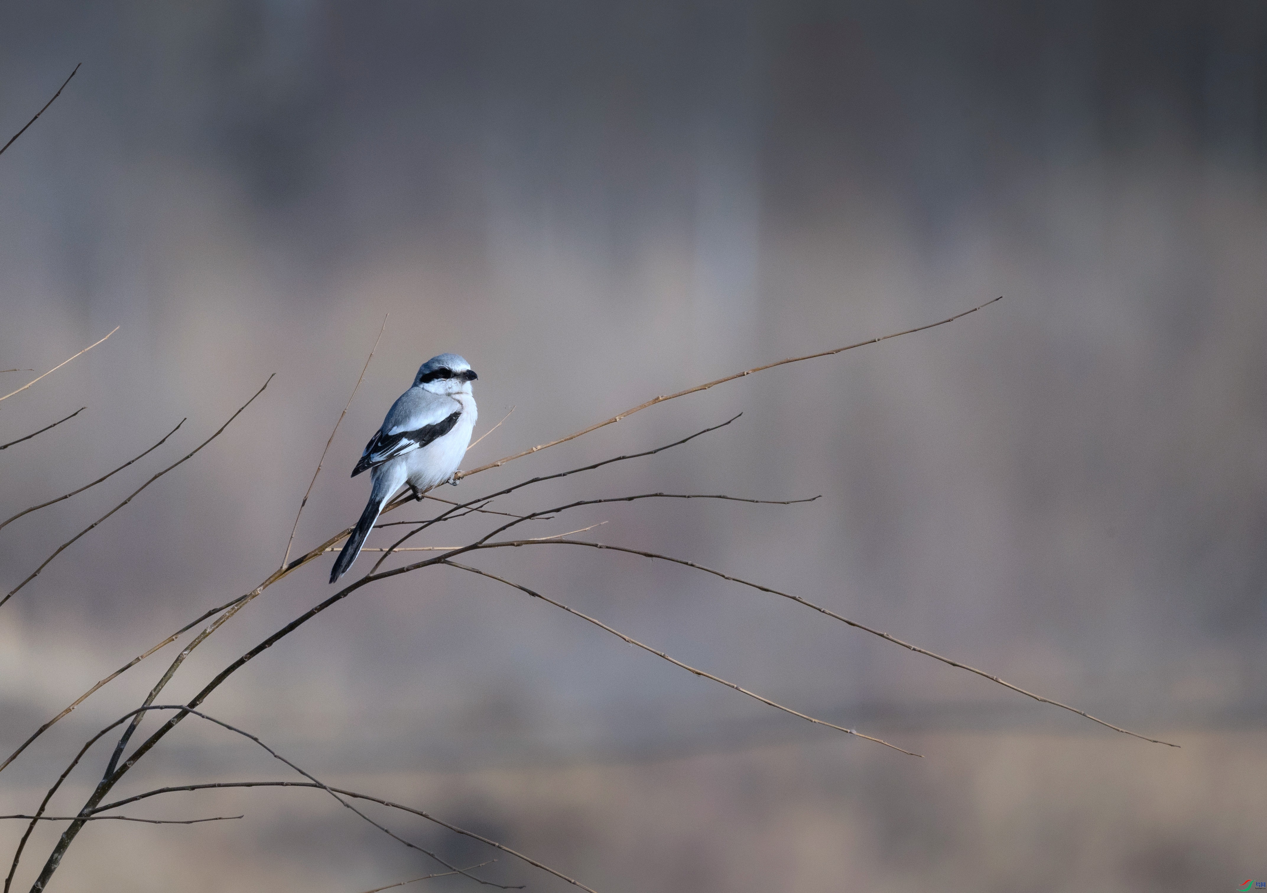 7X5A5755 - ����.jpg