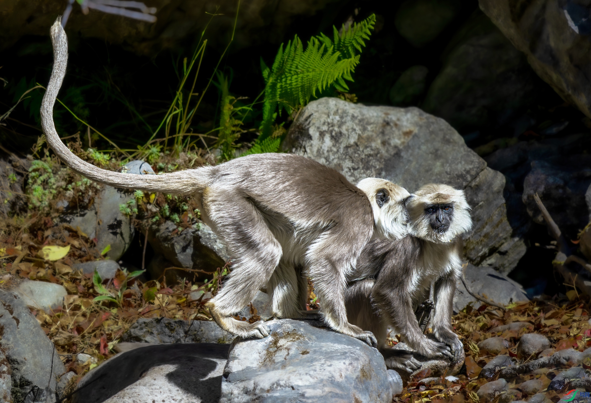 _DSC5999.jpg