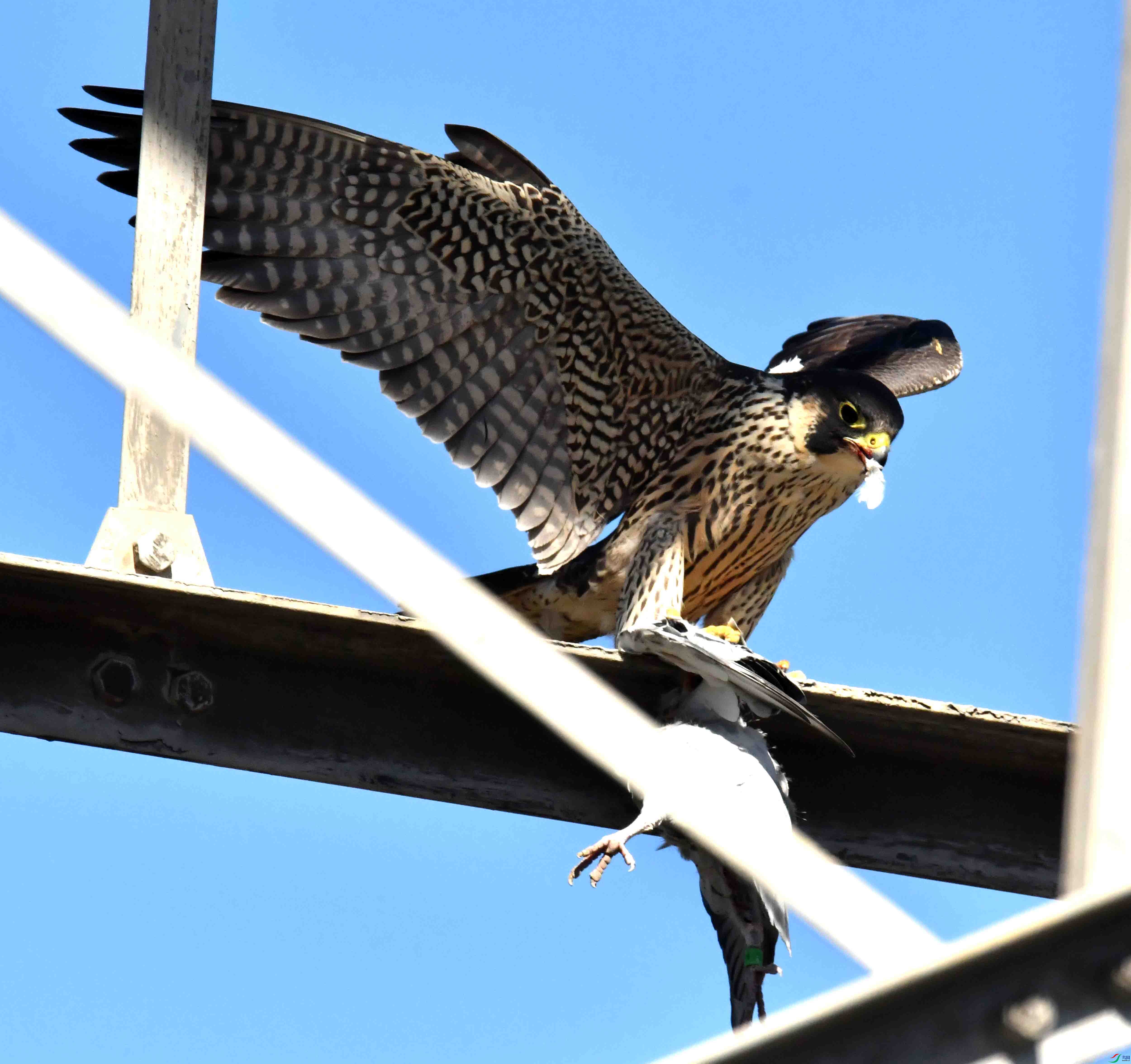 DSC_3119.JPG