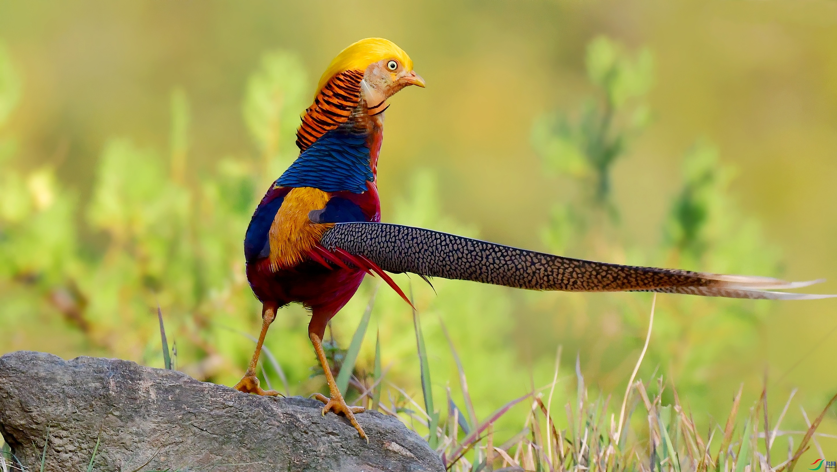 DSC_6194_conew1.jpg