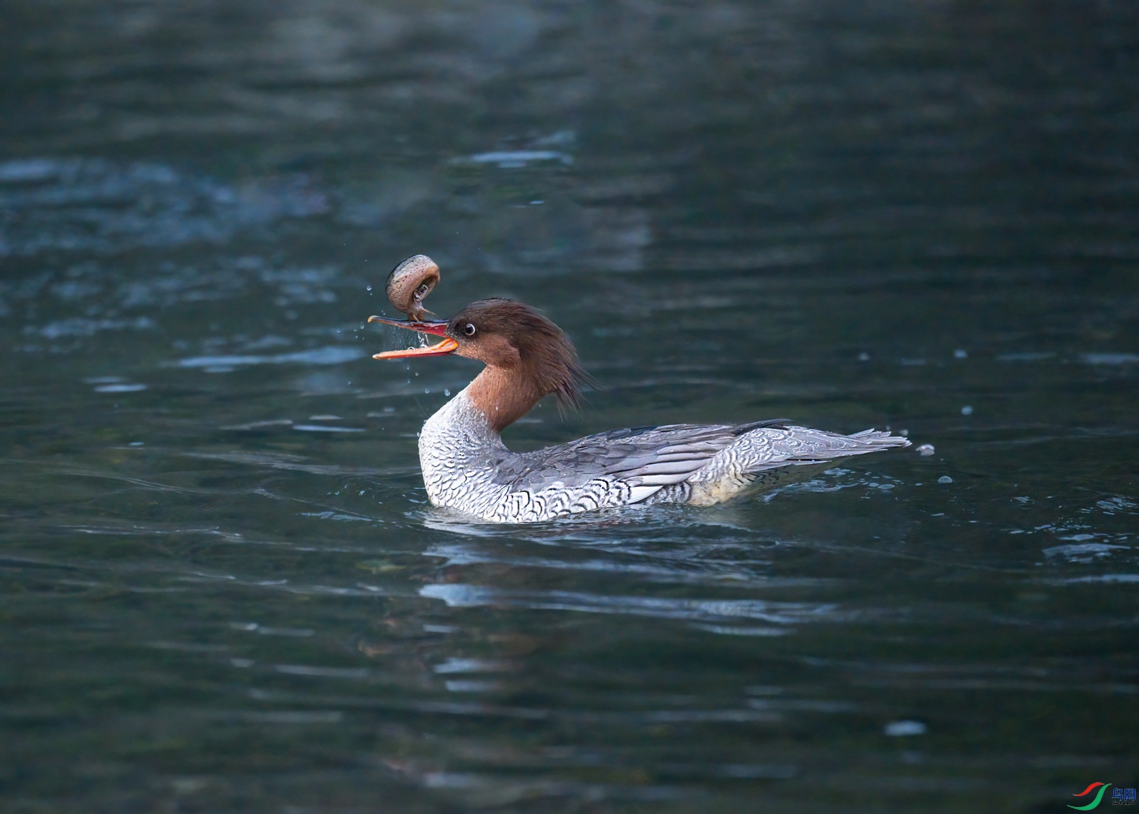 DSC_8368.jpg