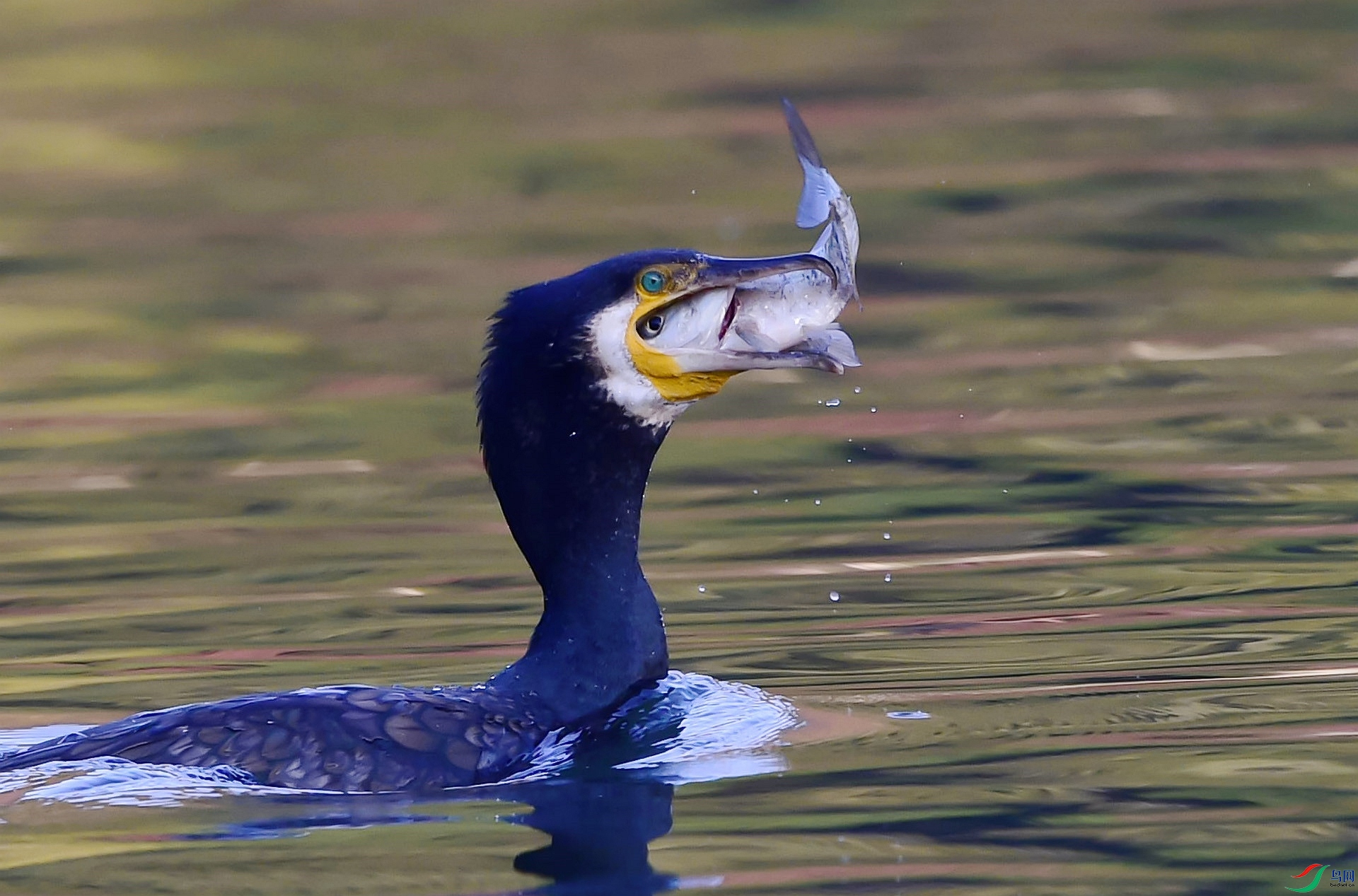 DSC_1665_����.jpg