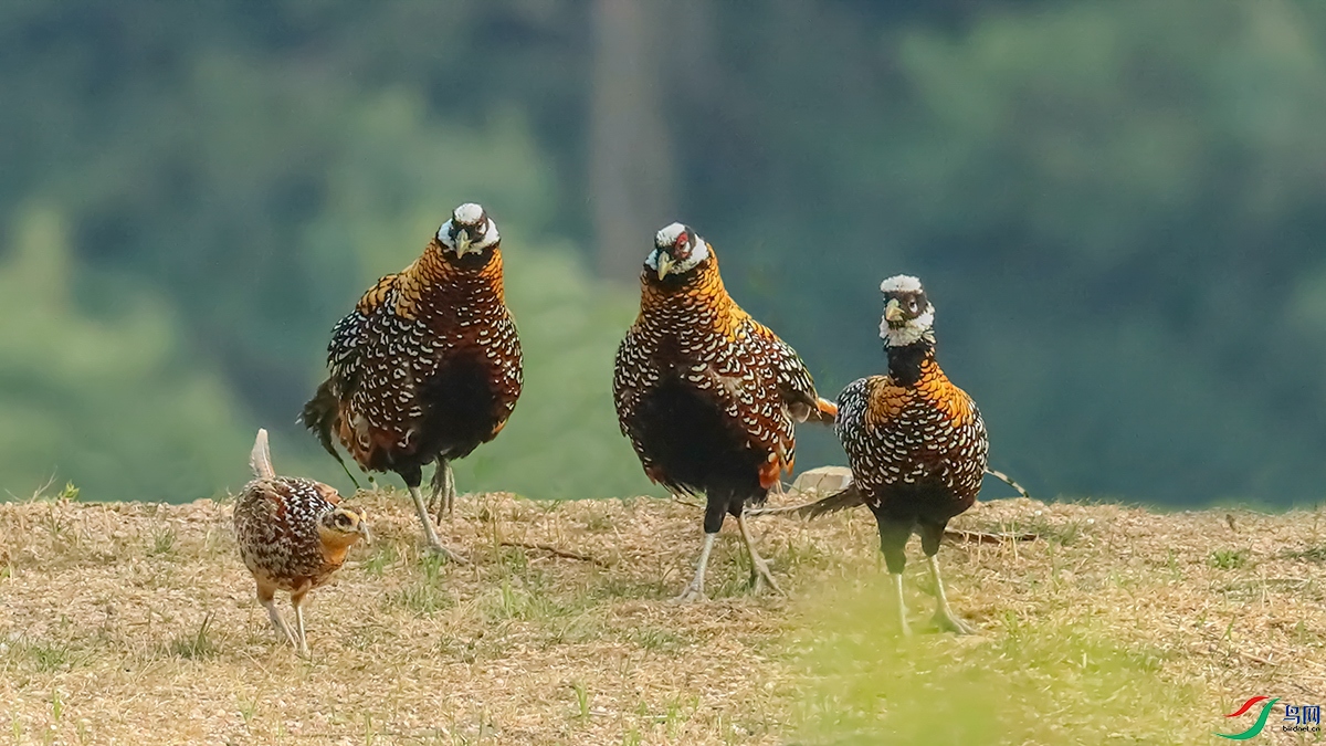 �׹ڳ�β�������ֵ�