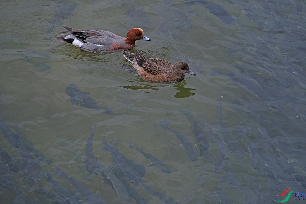 DSCF2420.1.jpg