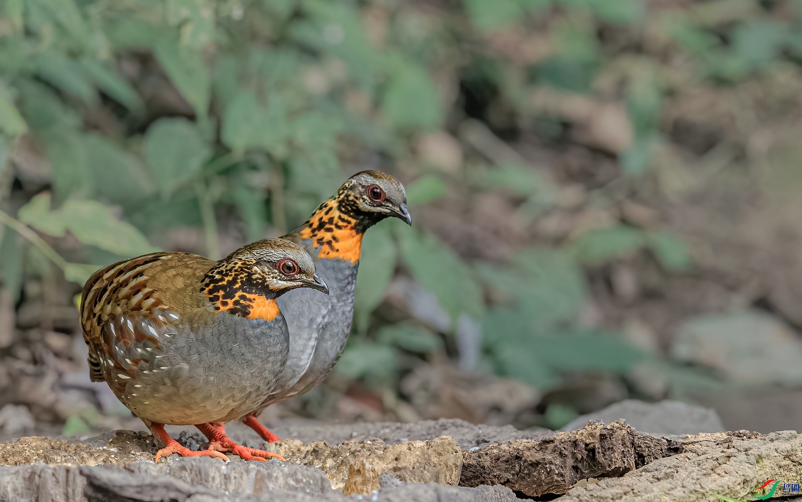 BJ1R0814-1.jpg