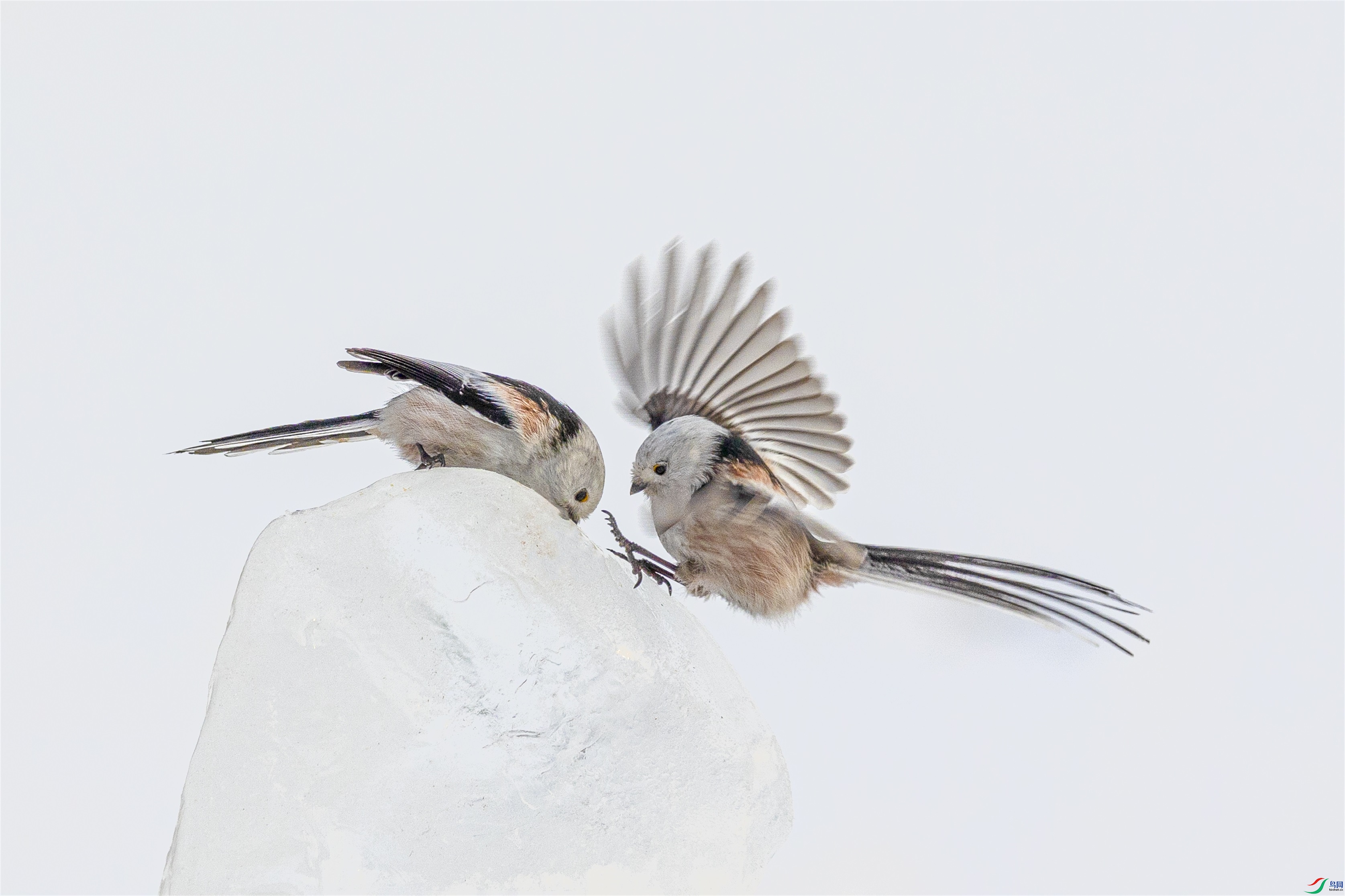 1K3A2125 ����1.jpg