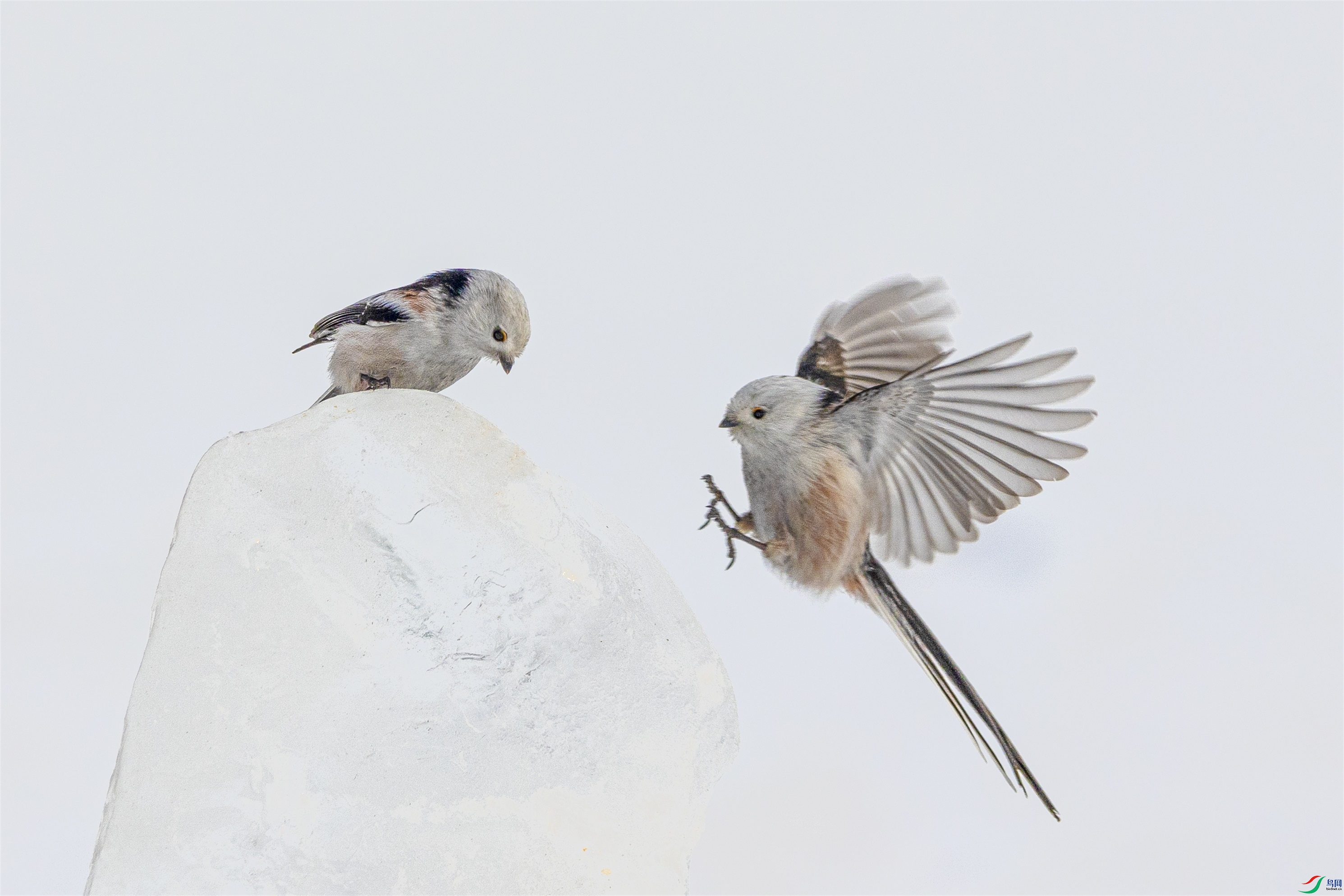 1K3A2124 ����1.jpg