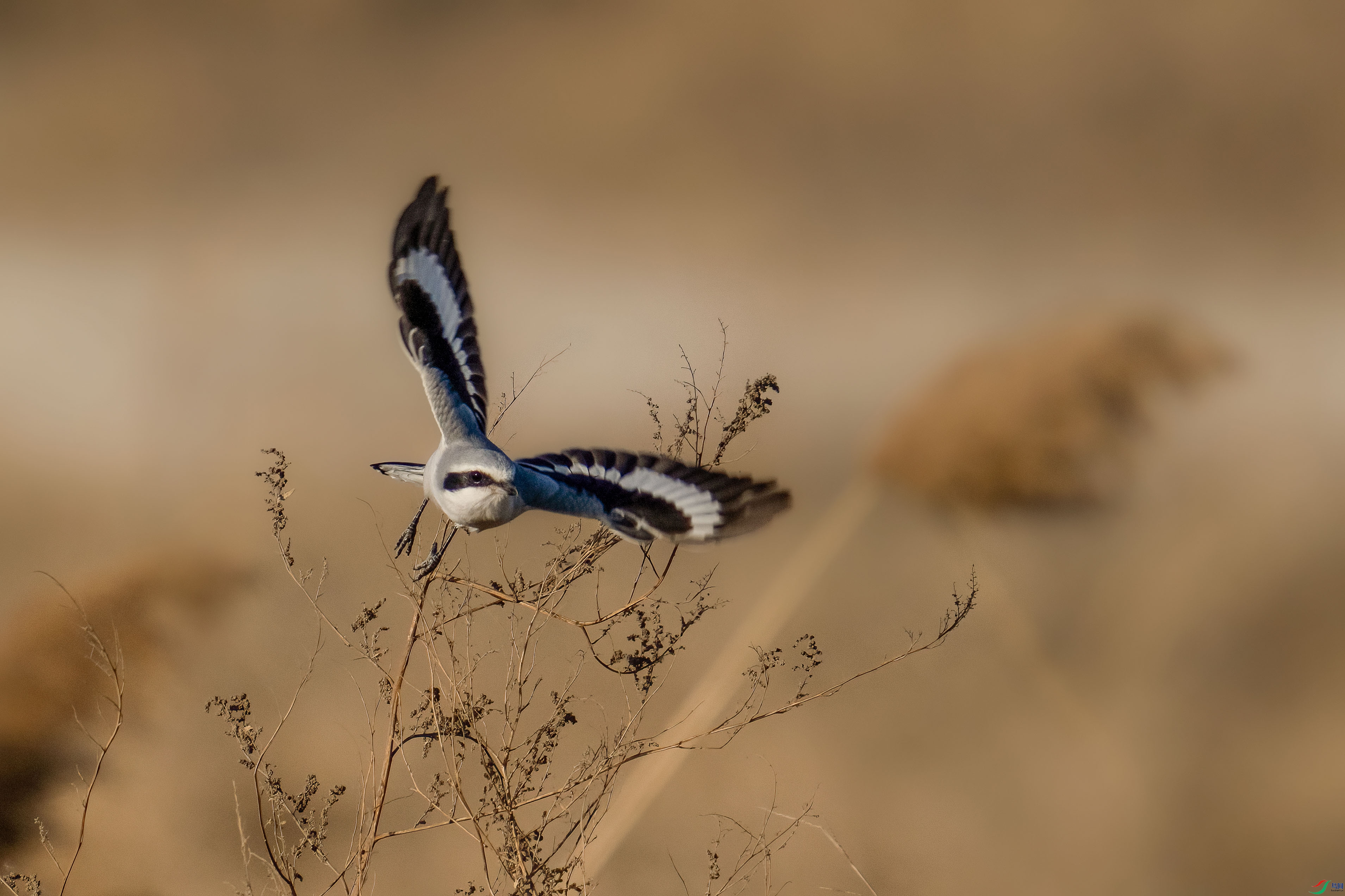 _DSC7793.jpg