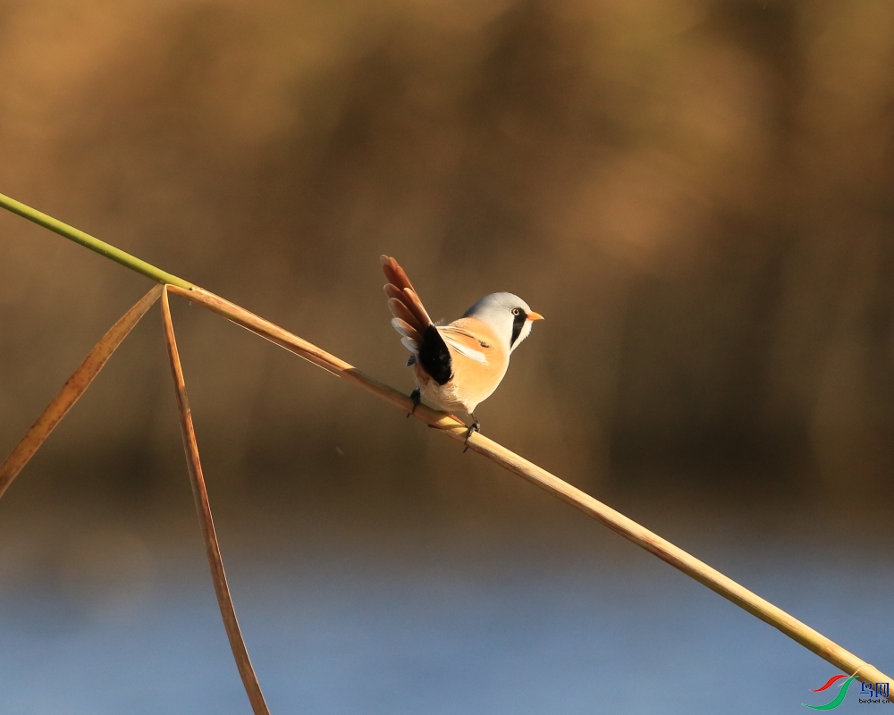 646A1438_110 ���  ��.jpg