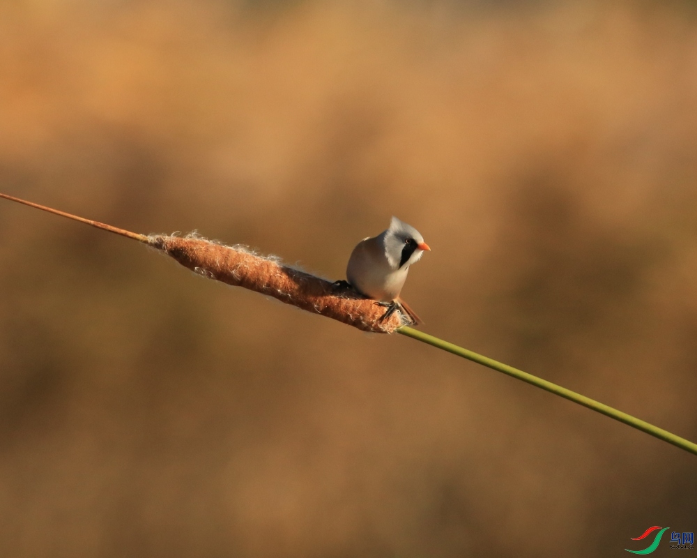 646A1110_110 ��� ��.jpg