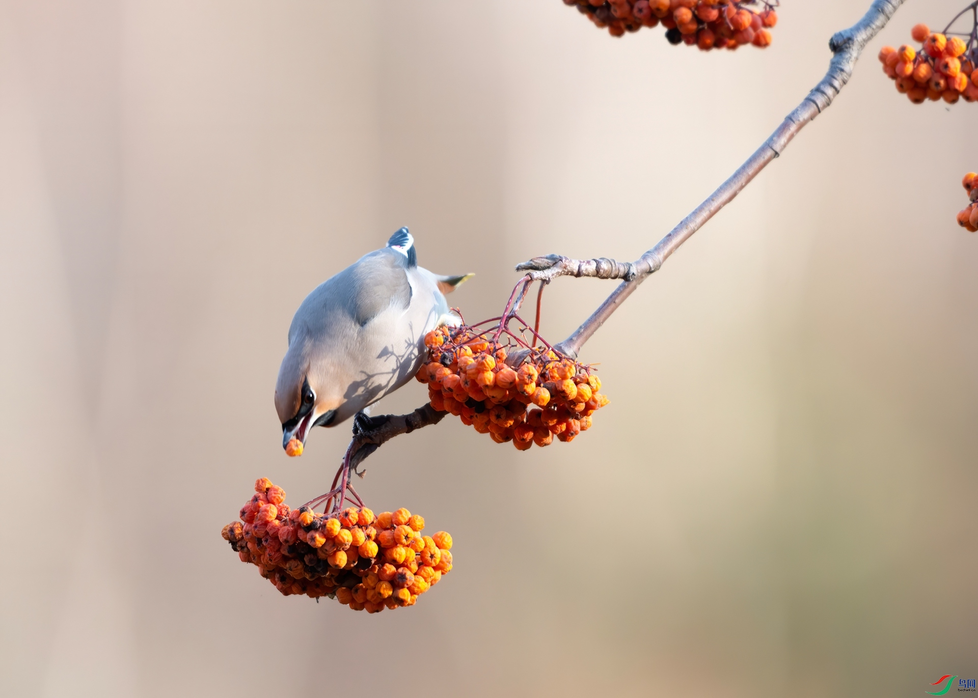 _DSC1306 ����-denoise-denoise.jpg