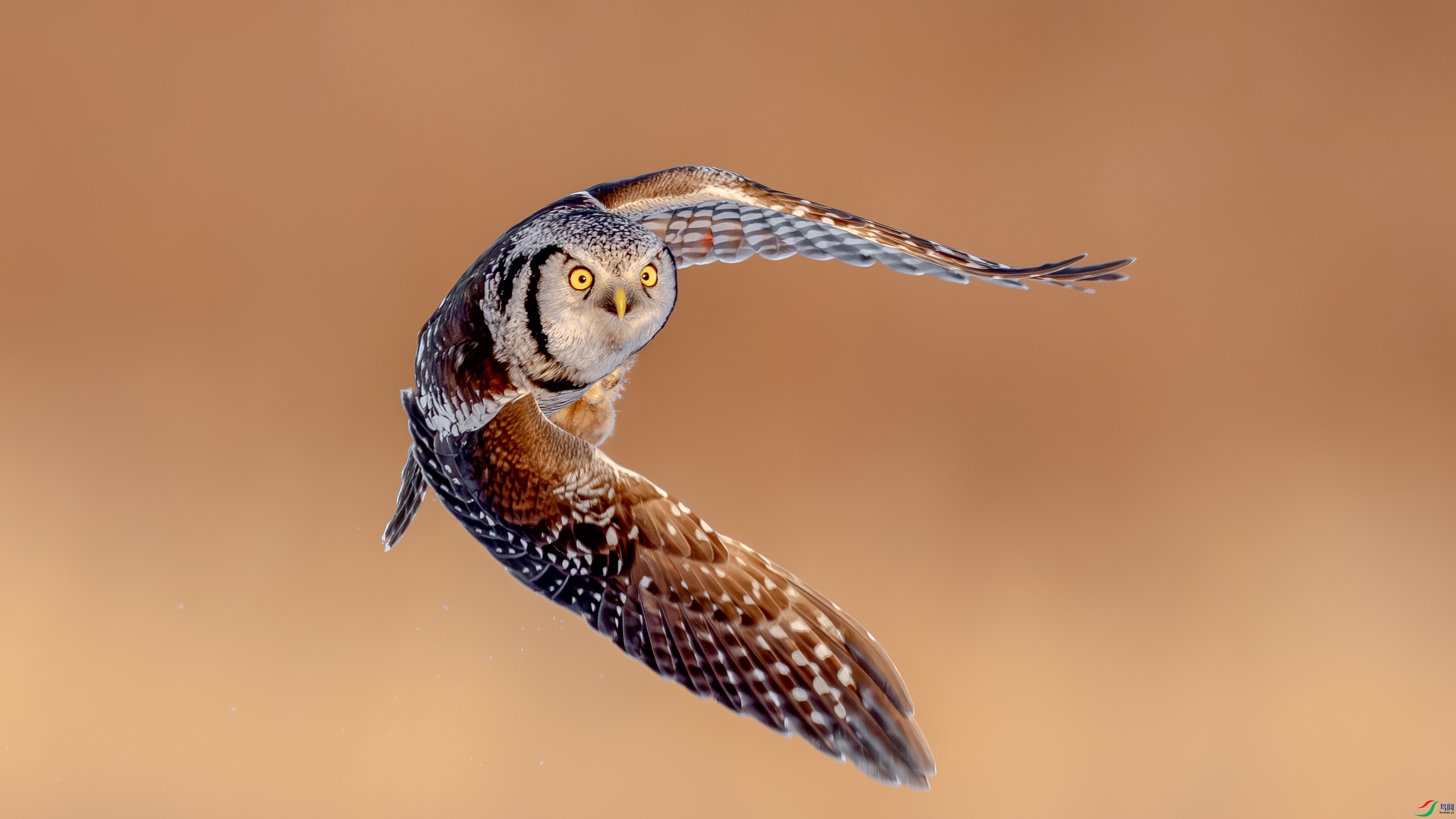 DSC06871-.jpg