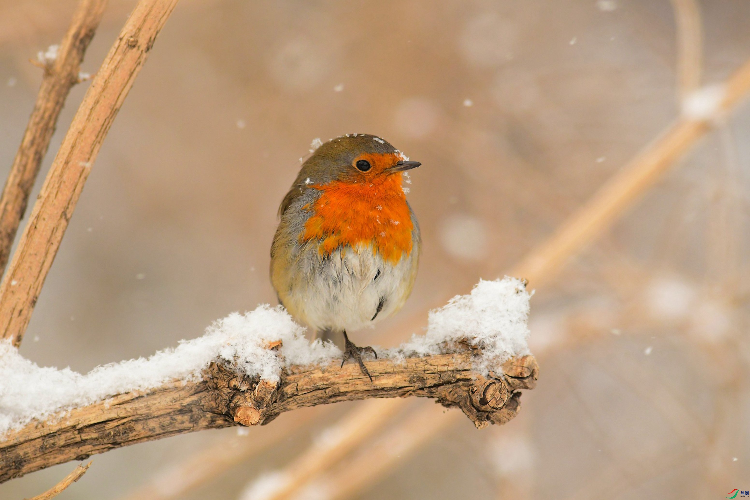DSC_6021.JPG