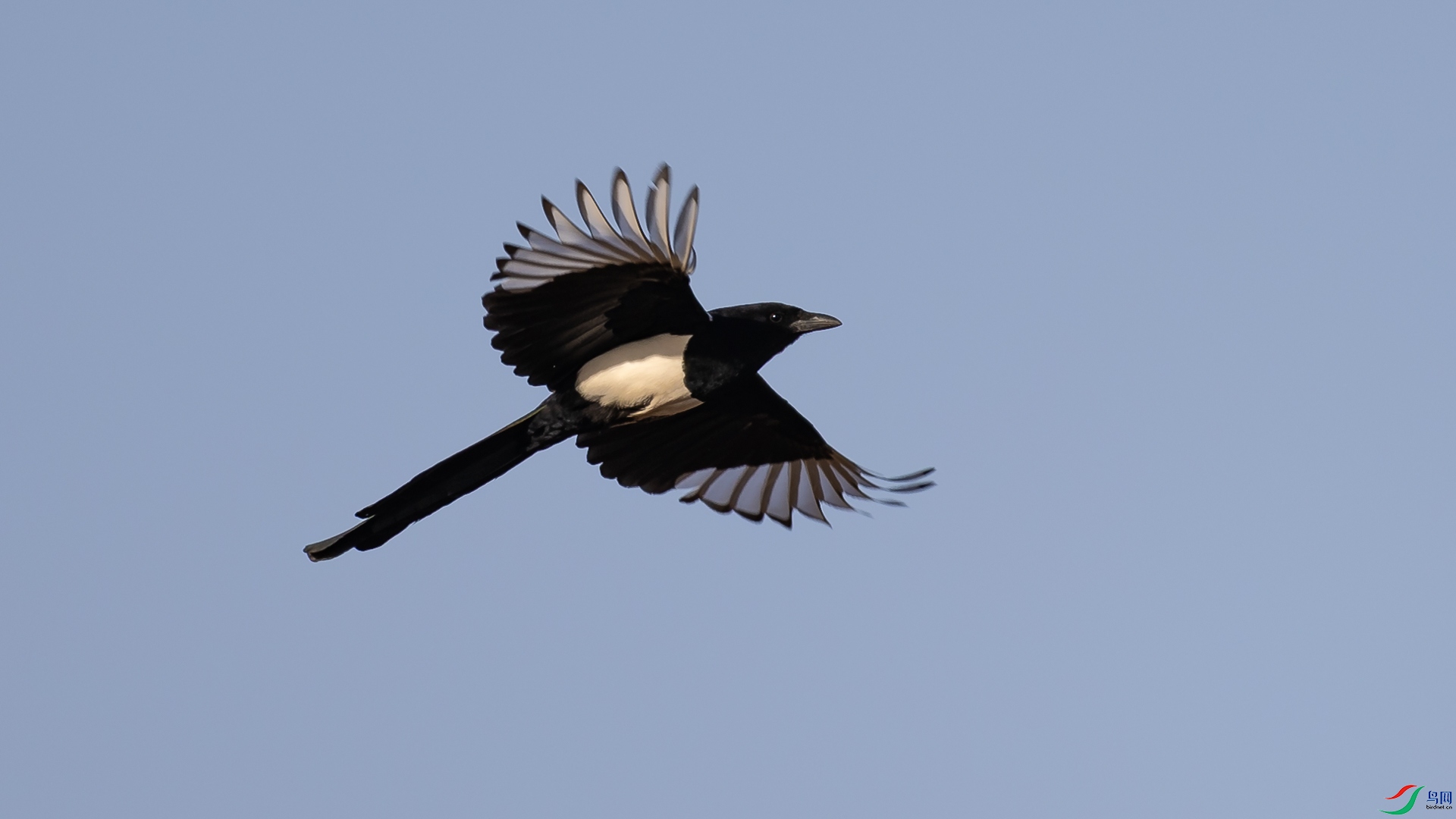 a_305420.jpg