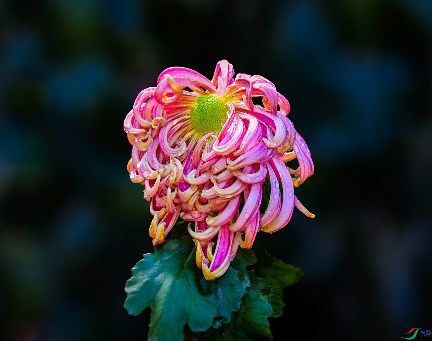 0000IMG_0900 ������ 1000k.jpg