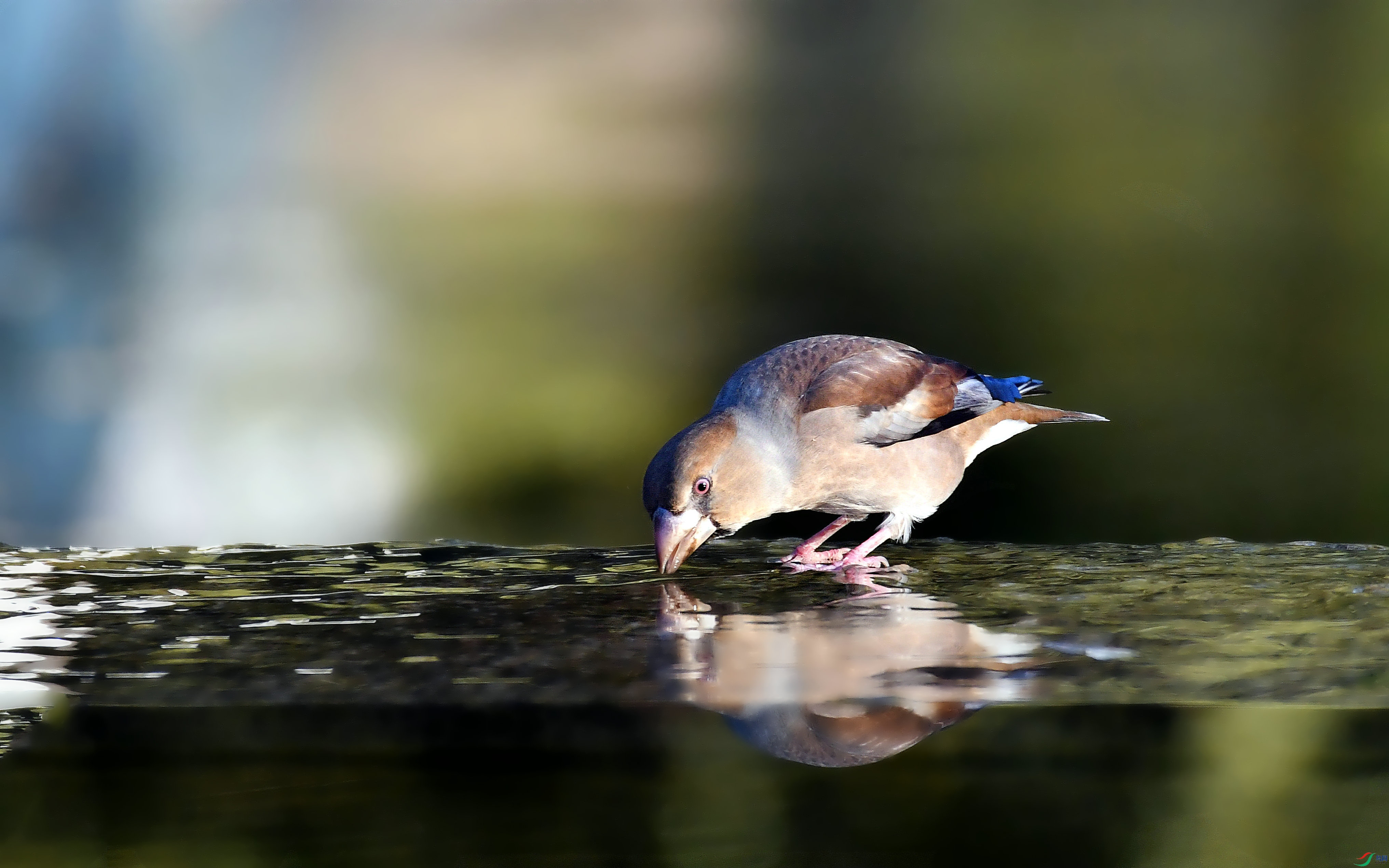 DSC_4686.JPG