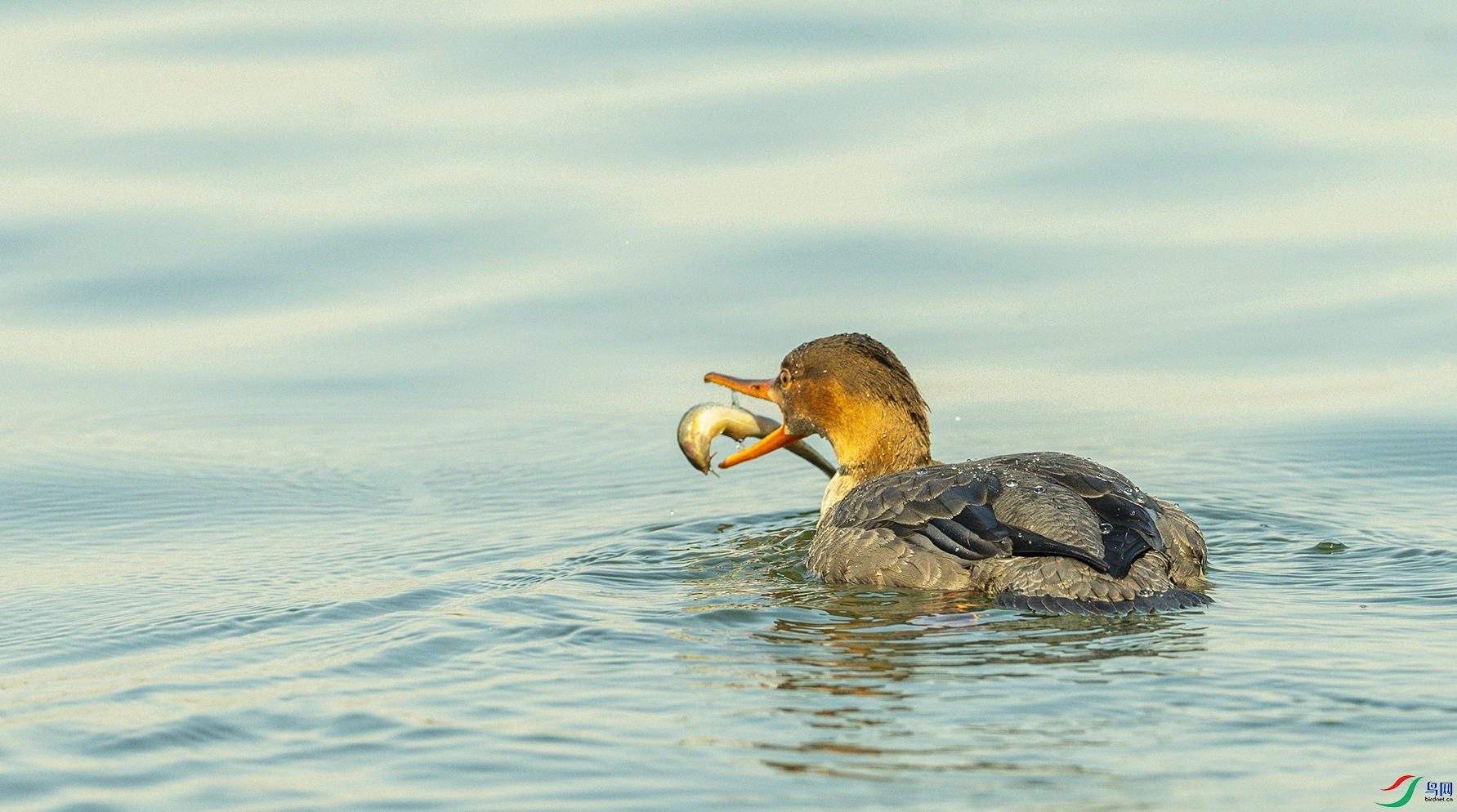 1313 ����.jpg