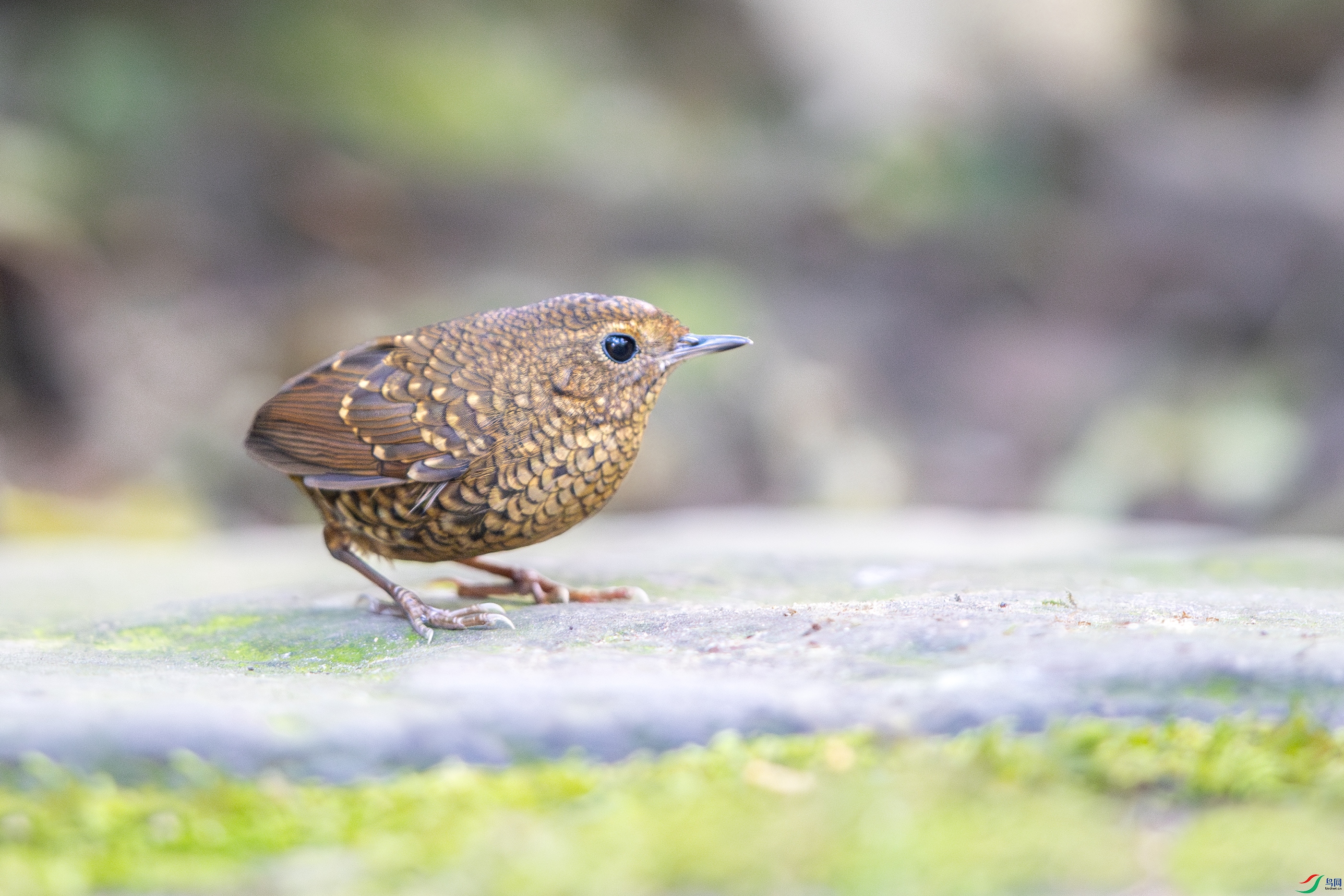 A15I3817-����ǿ-NR ����.jpg