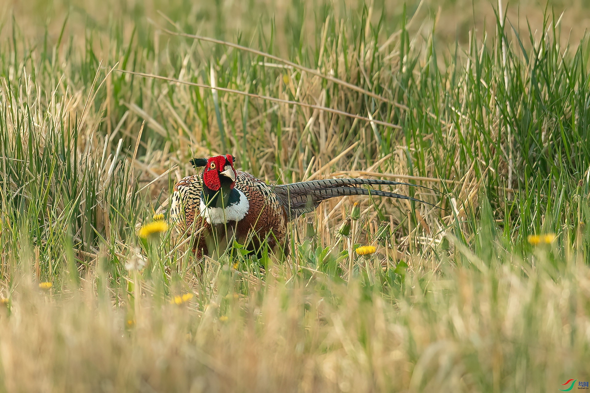 DSC_9323.jpg