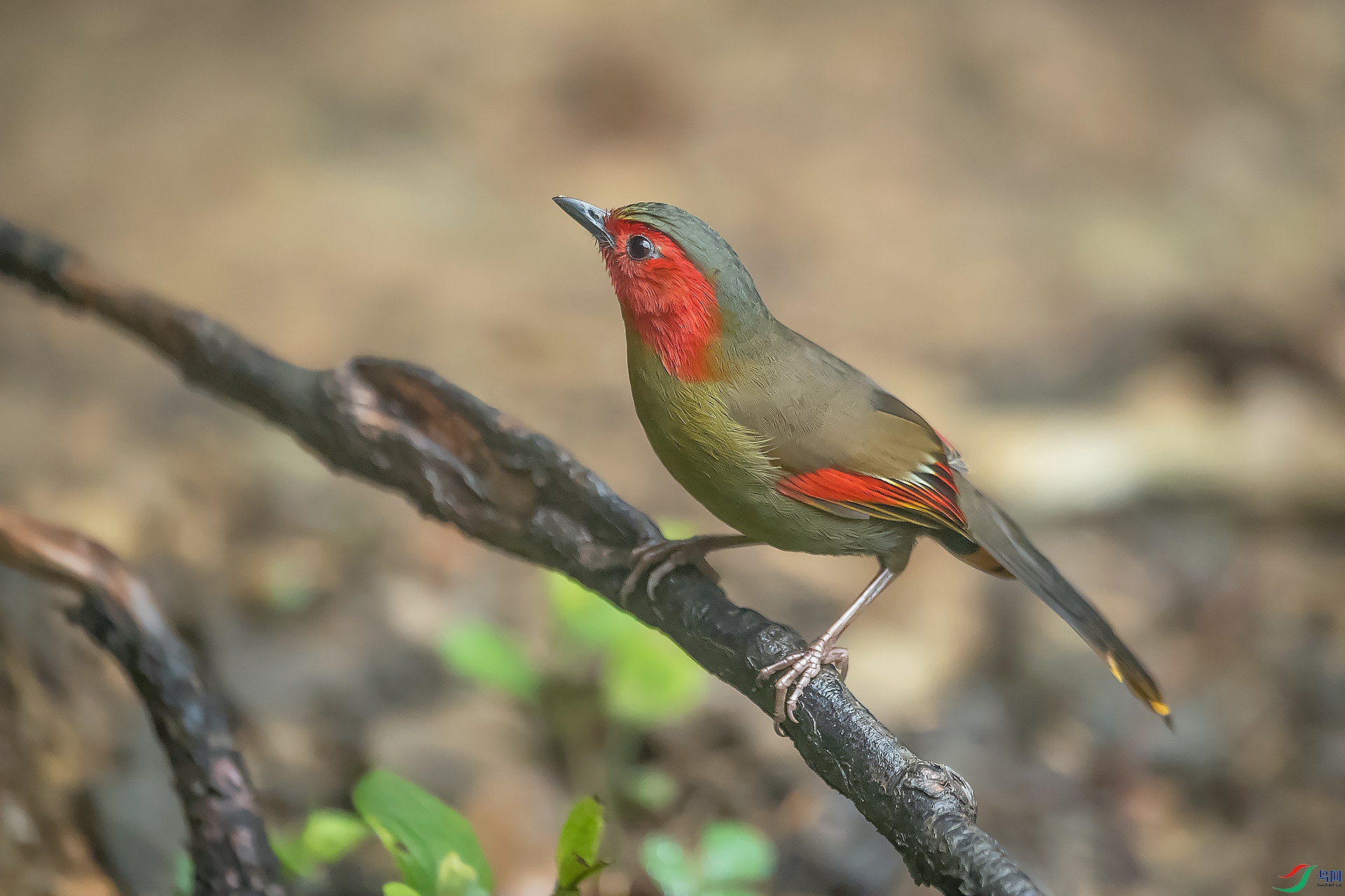 DSC_8515.jpg