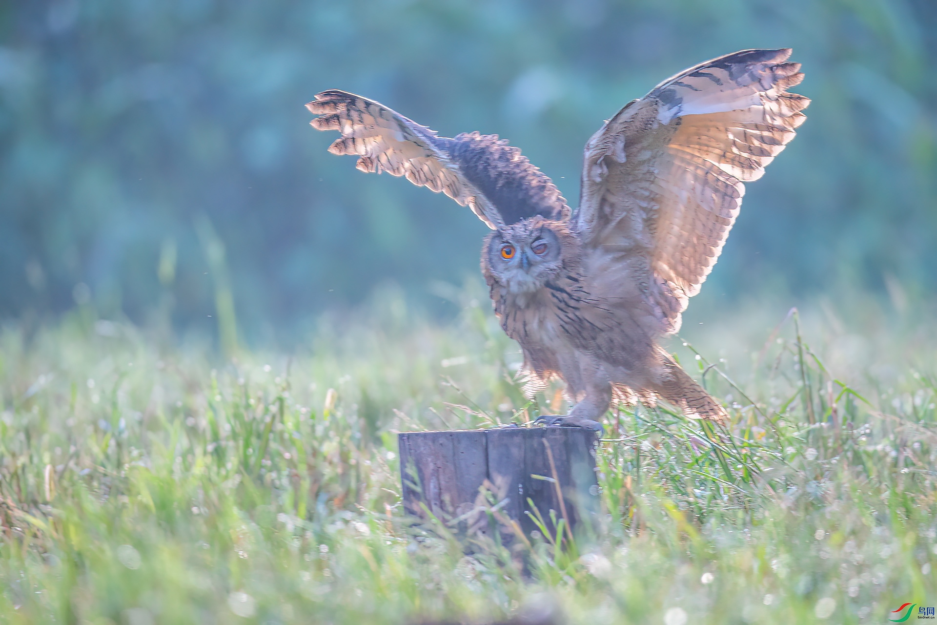 DSC_2852 ����.jpg