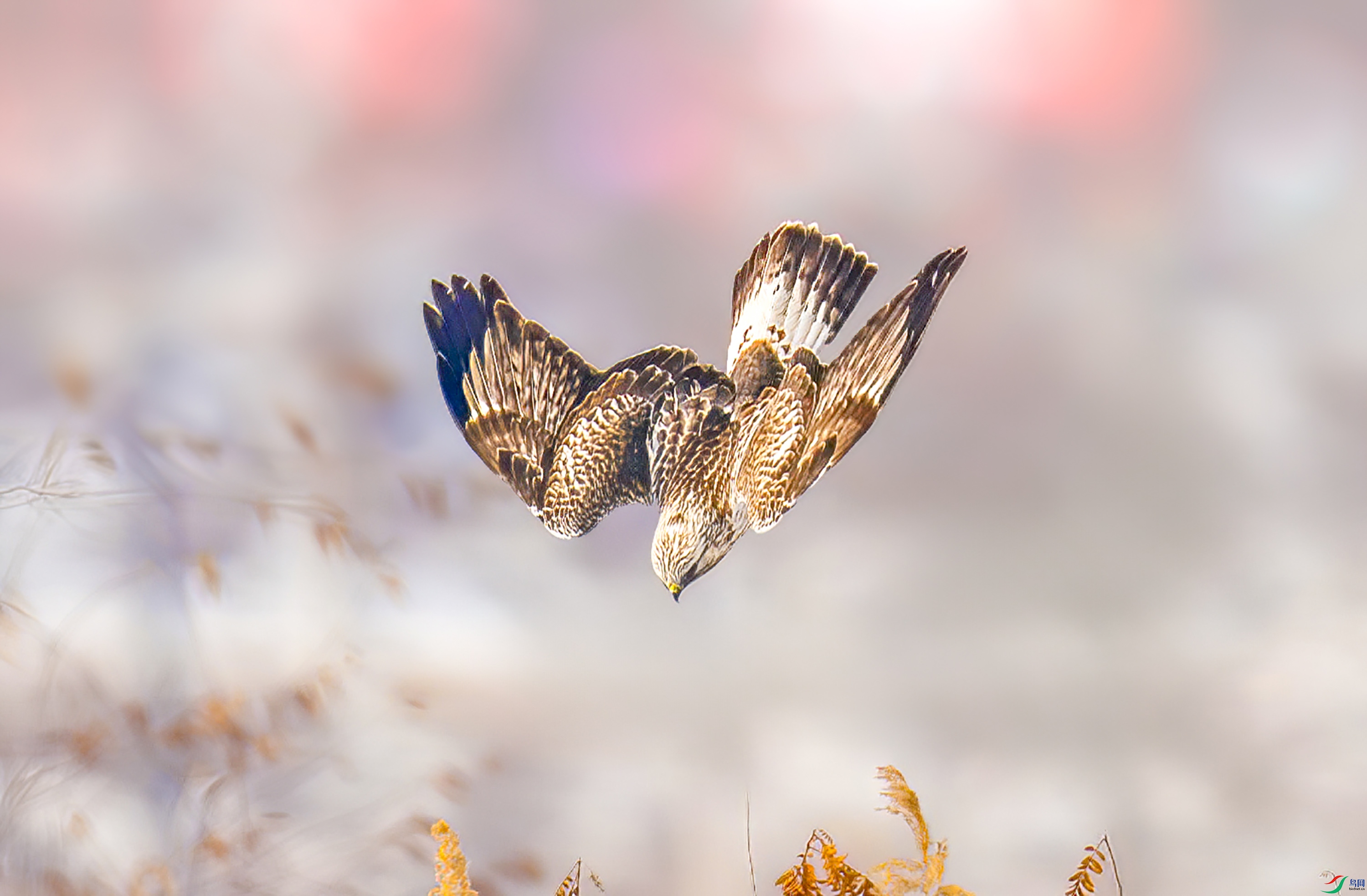 _JIL2336-����ǿ-NR ����OK.jpg