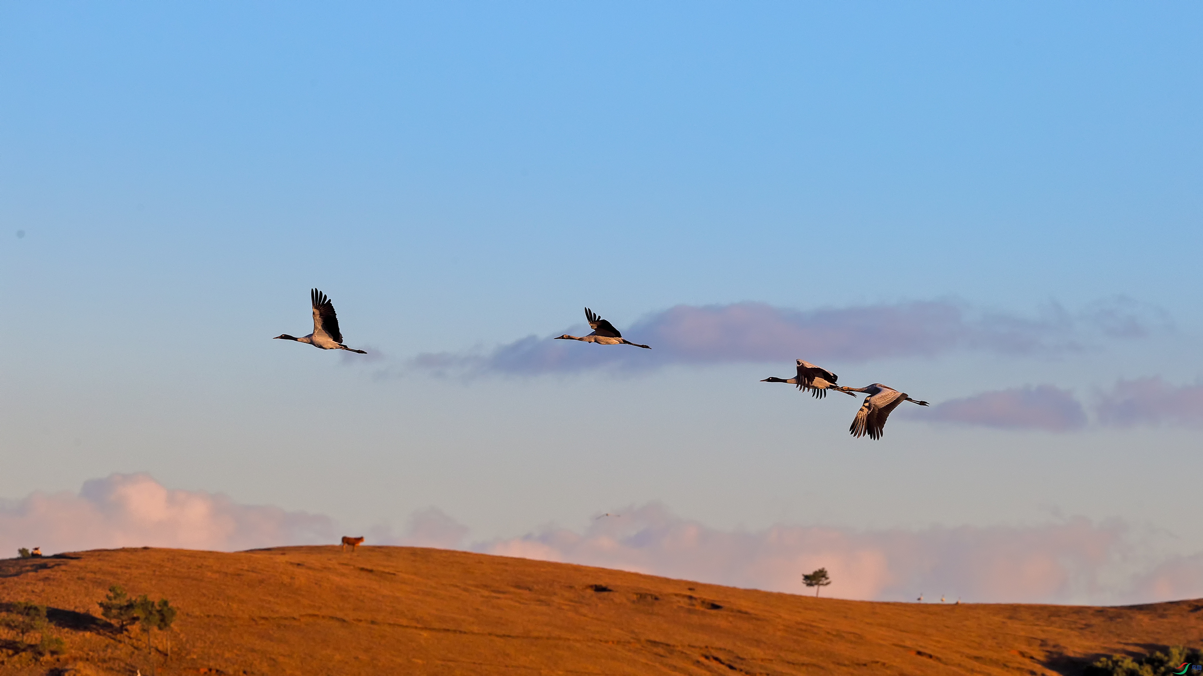 A69I8185-1.jpg