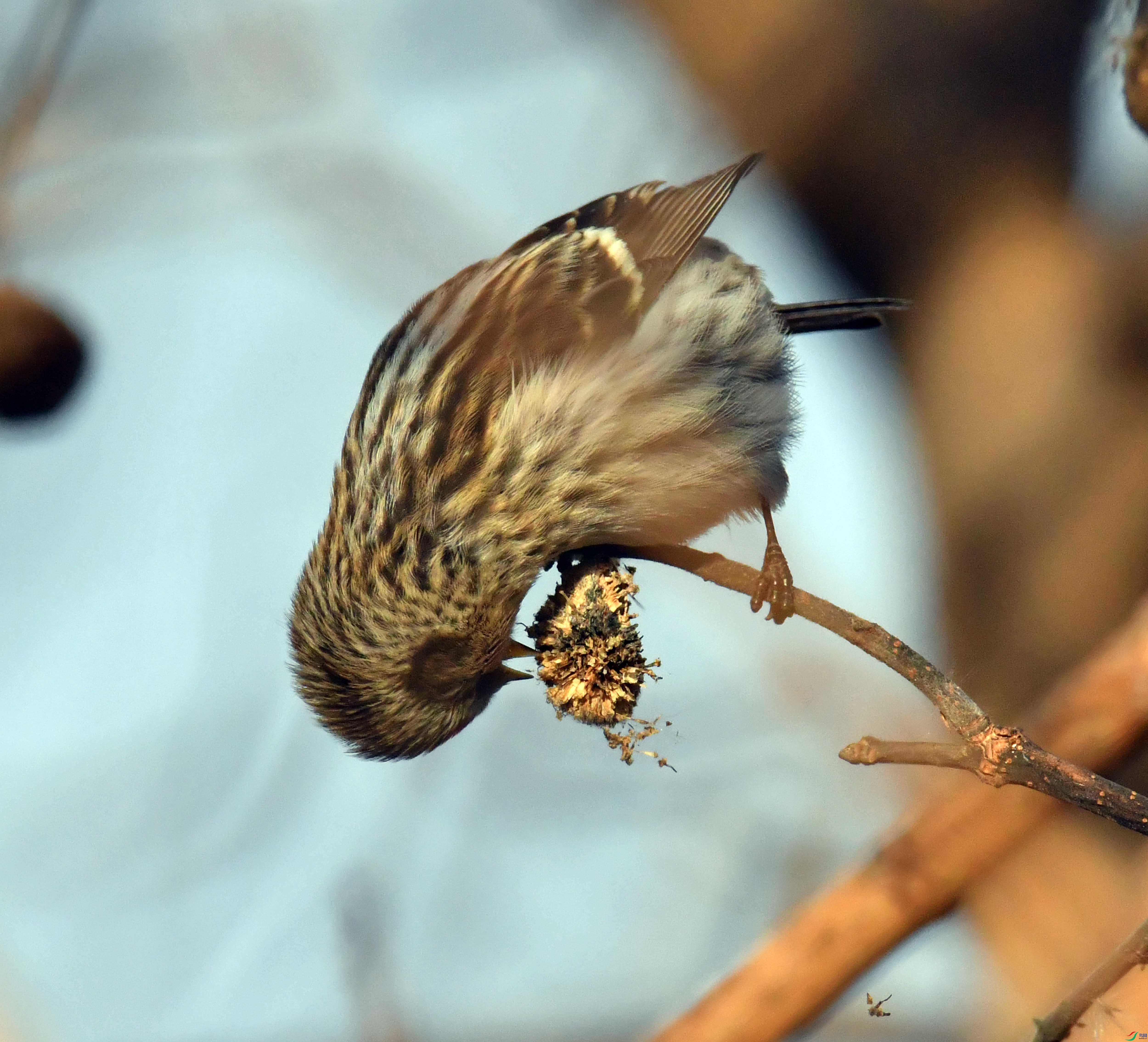 DSC_5651.JPG