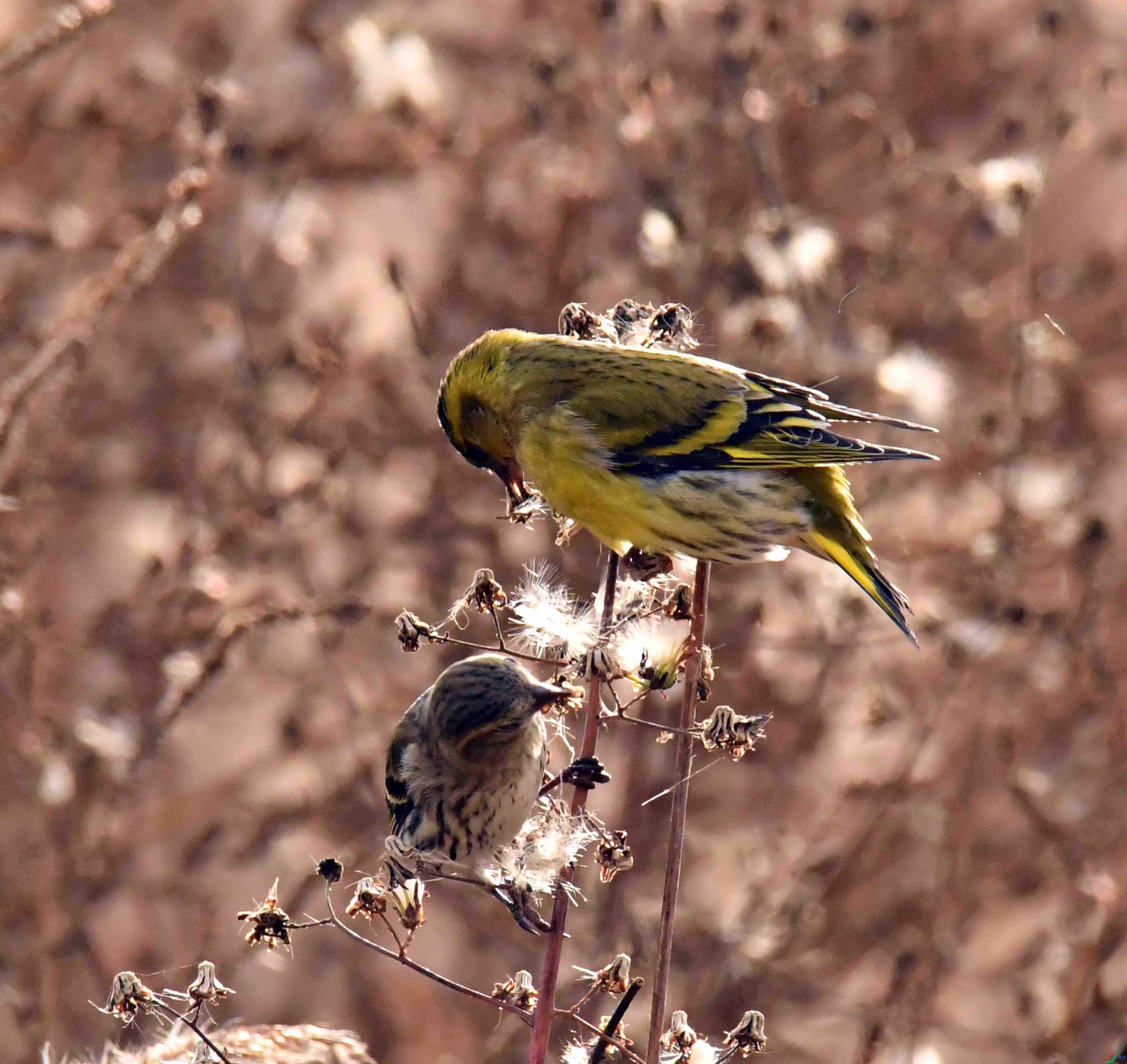 DSC_7382.JPG