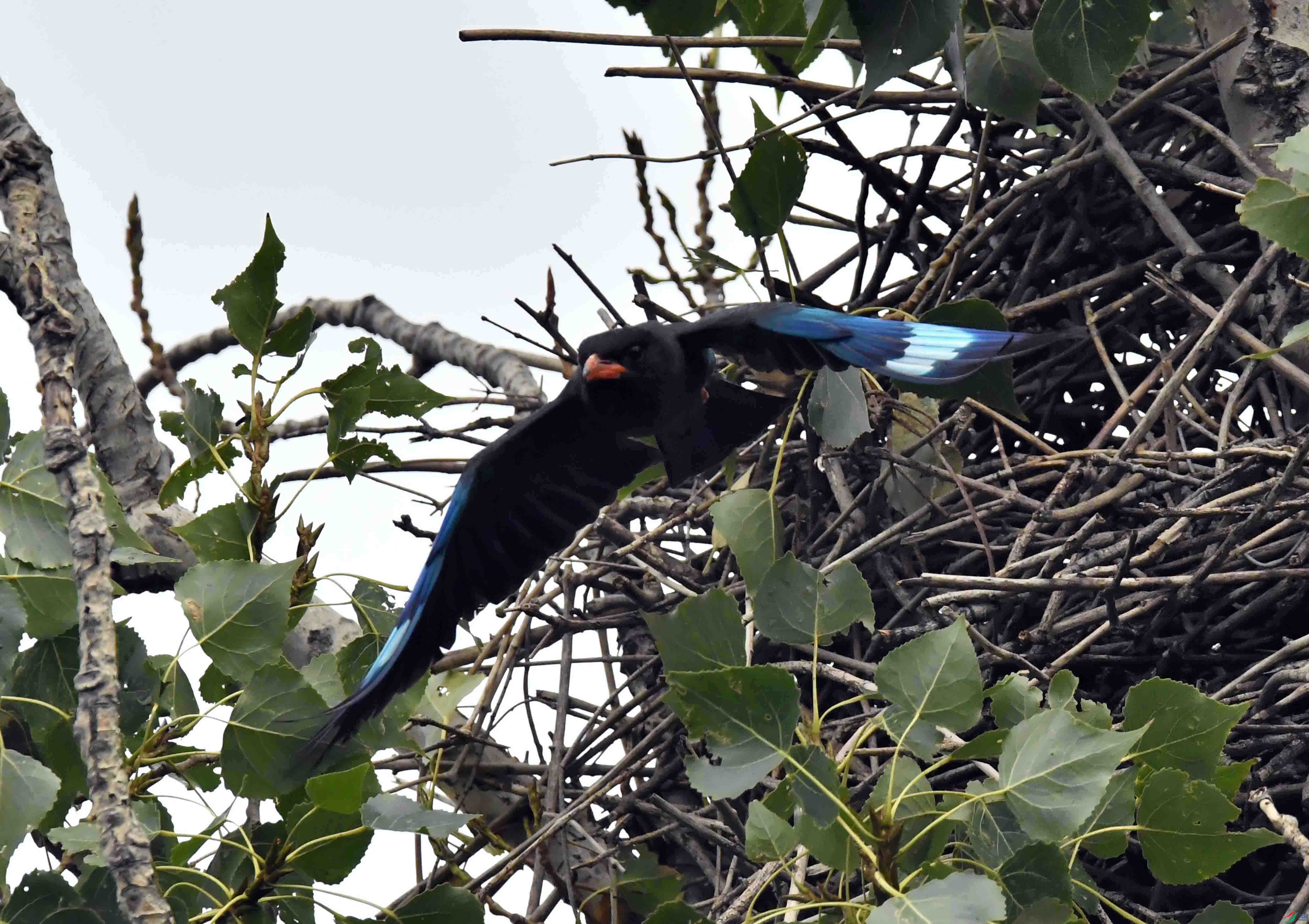 DSC_2949.JPG