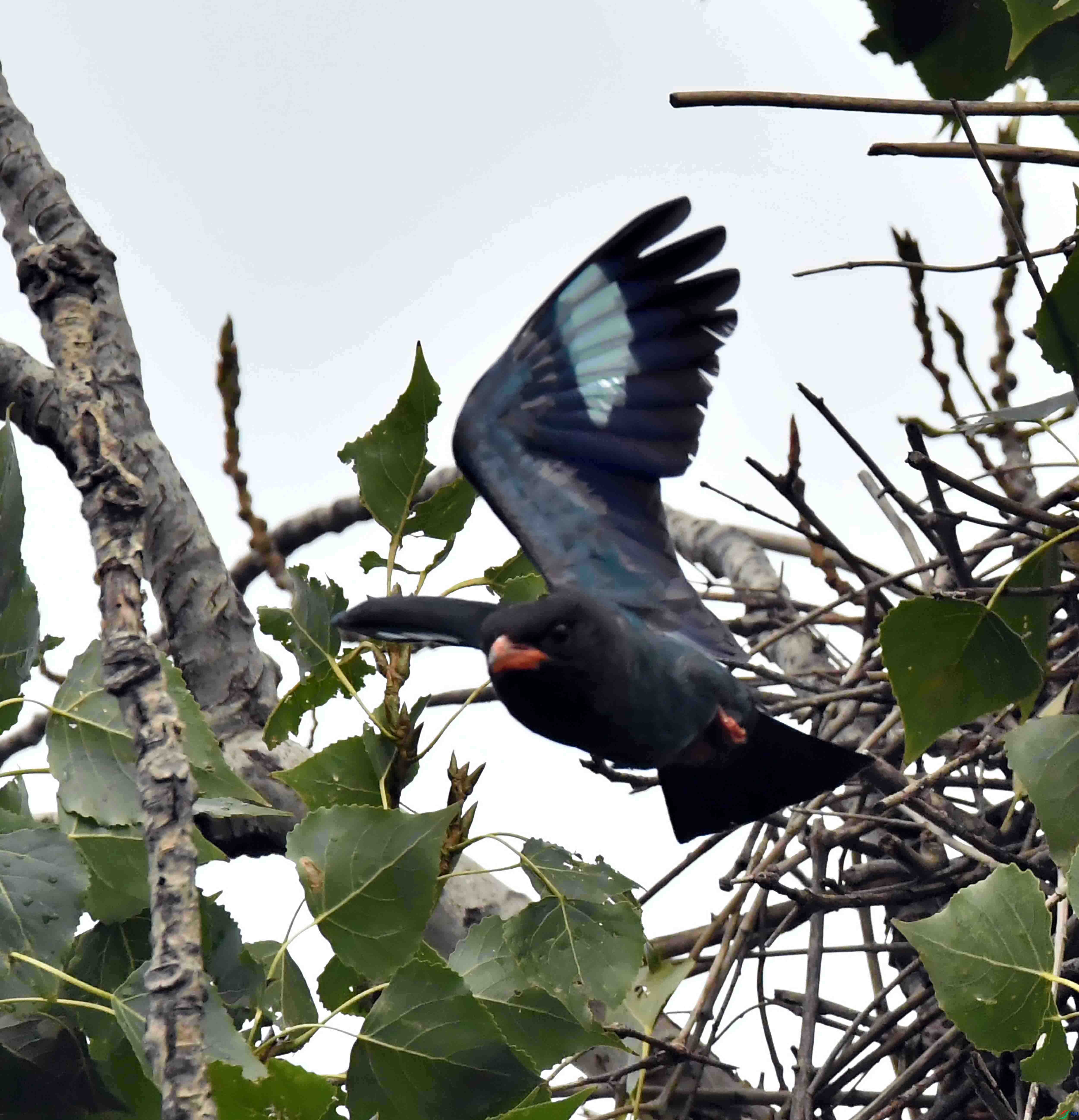 DSC_2950.JPG