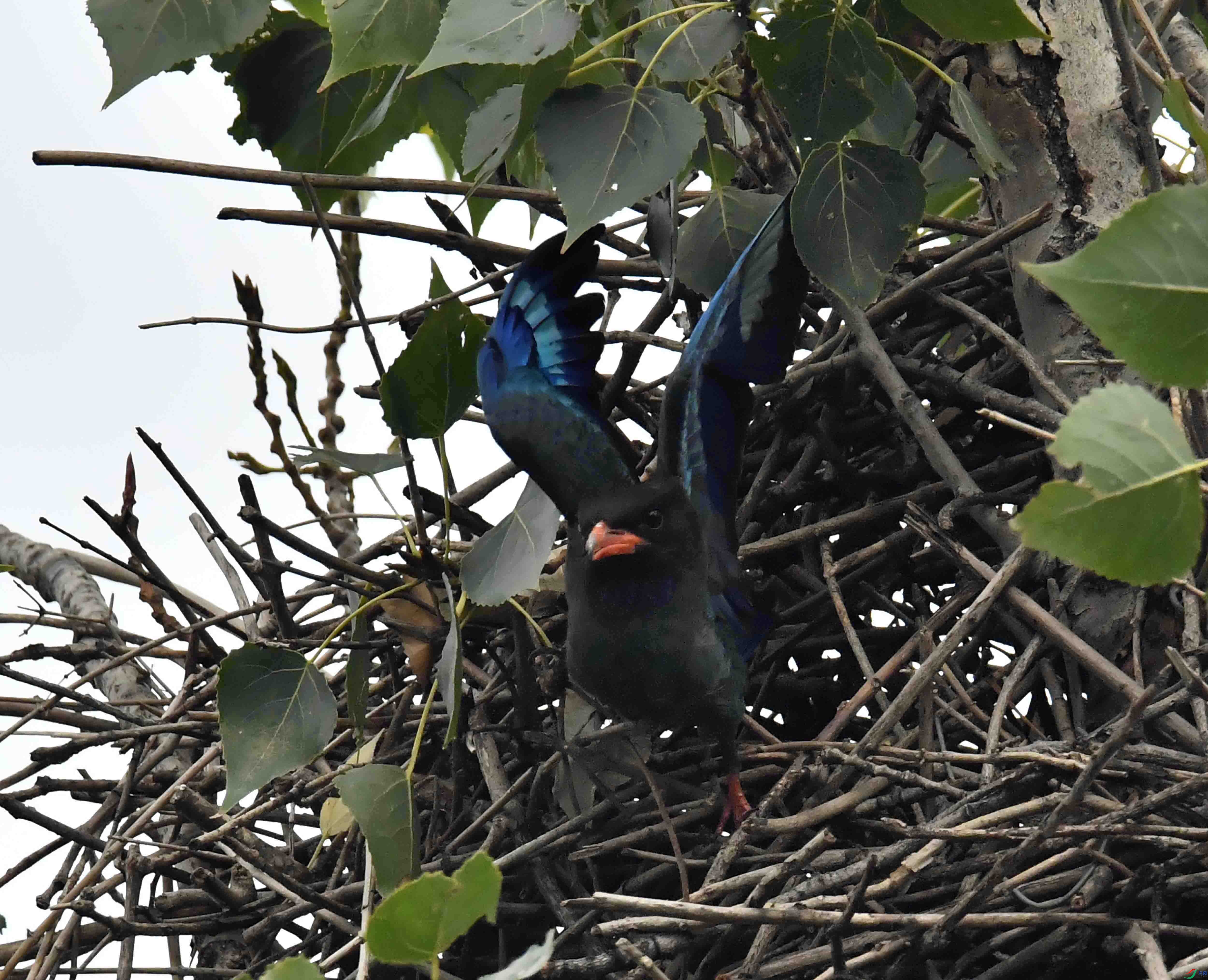 DSC_2974.JPG