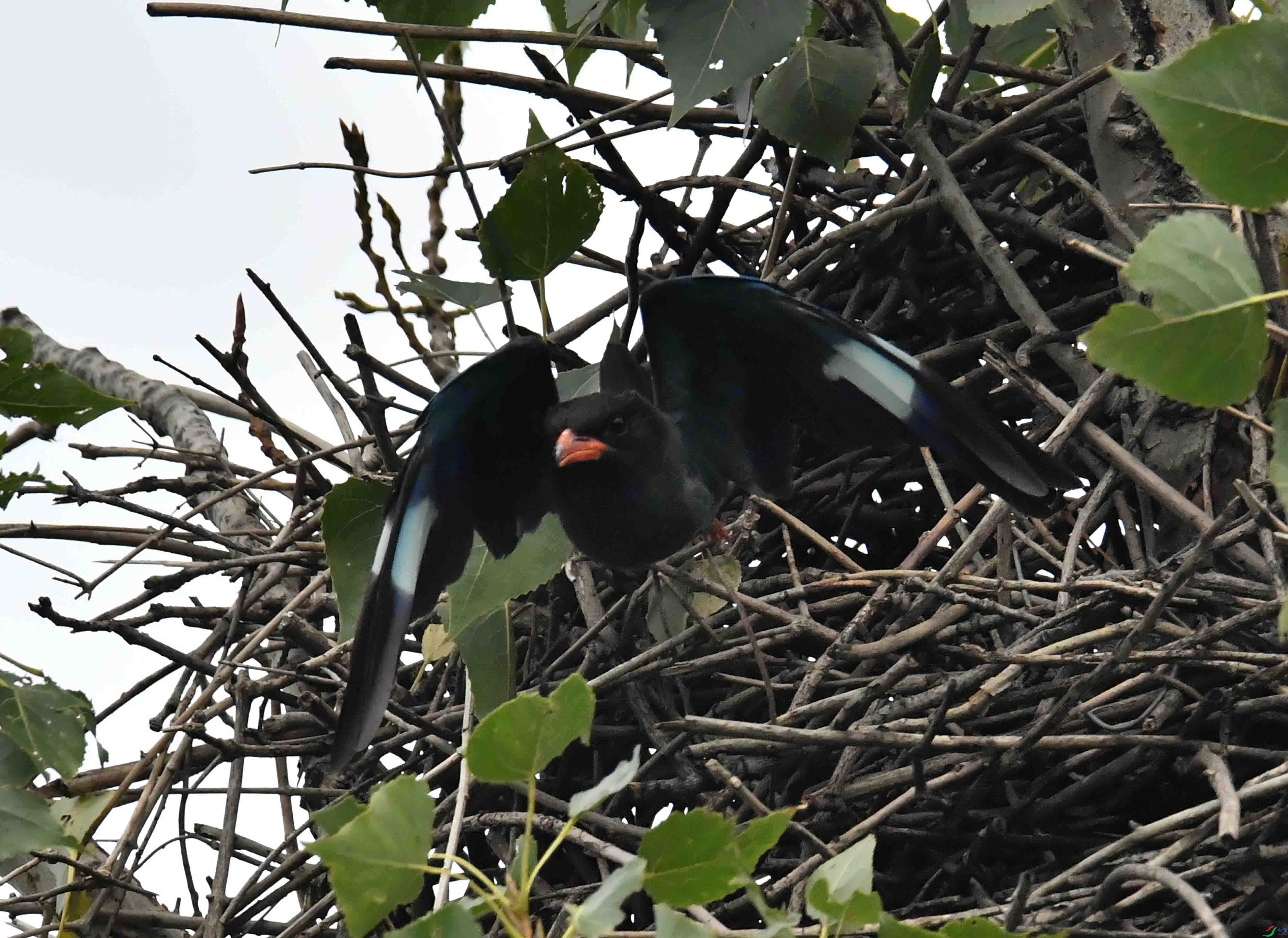 DSC_2975.JPG