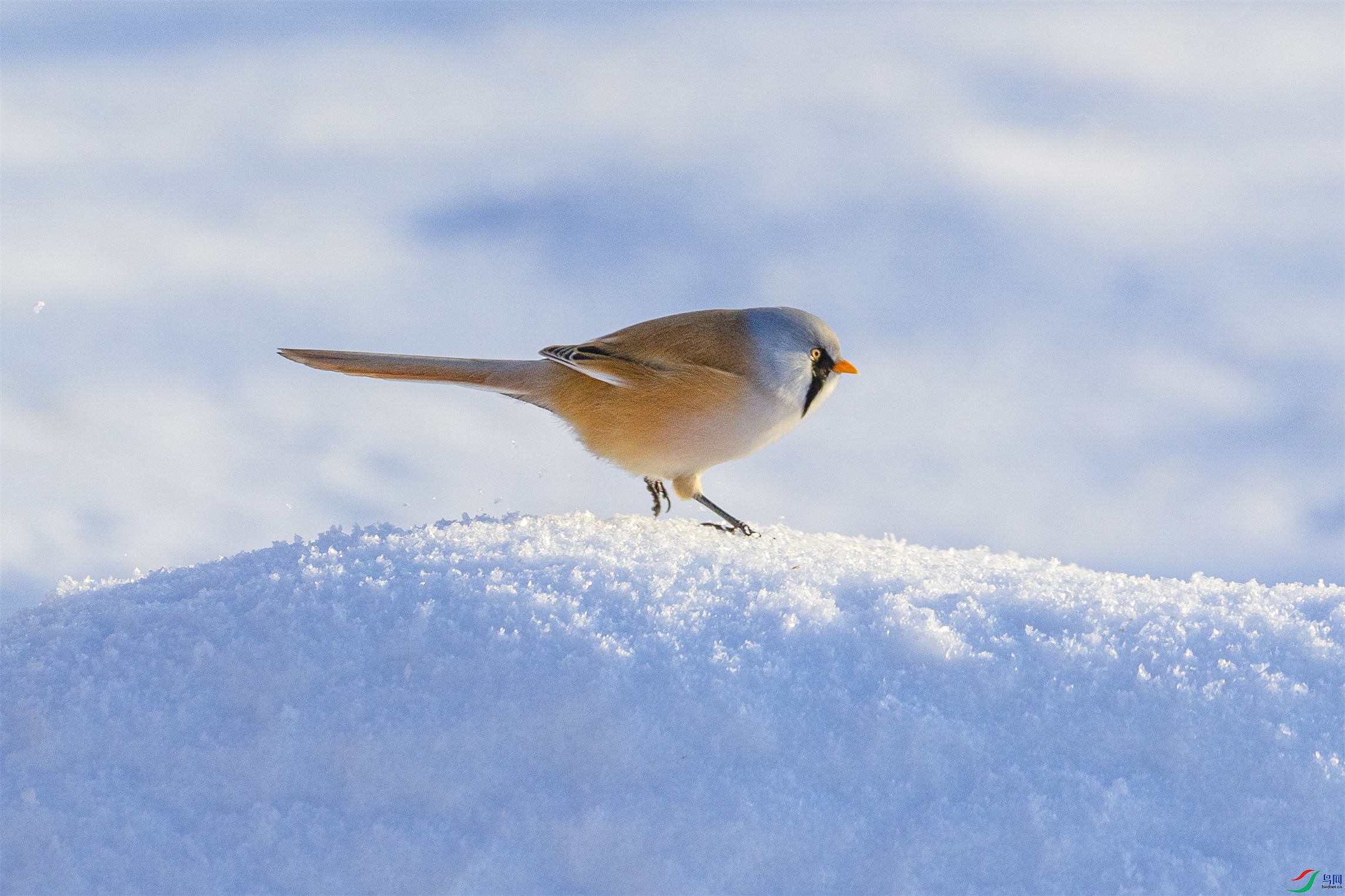 1K3A5210 ����1.jpg