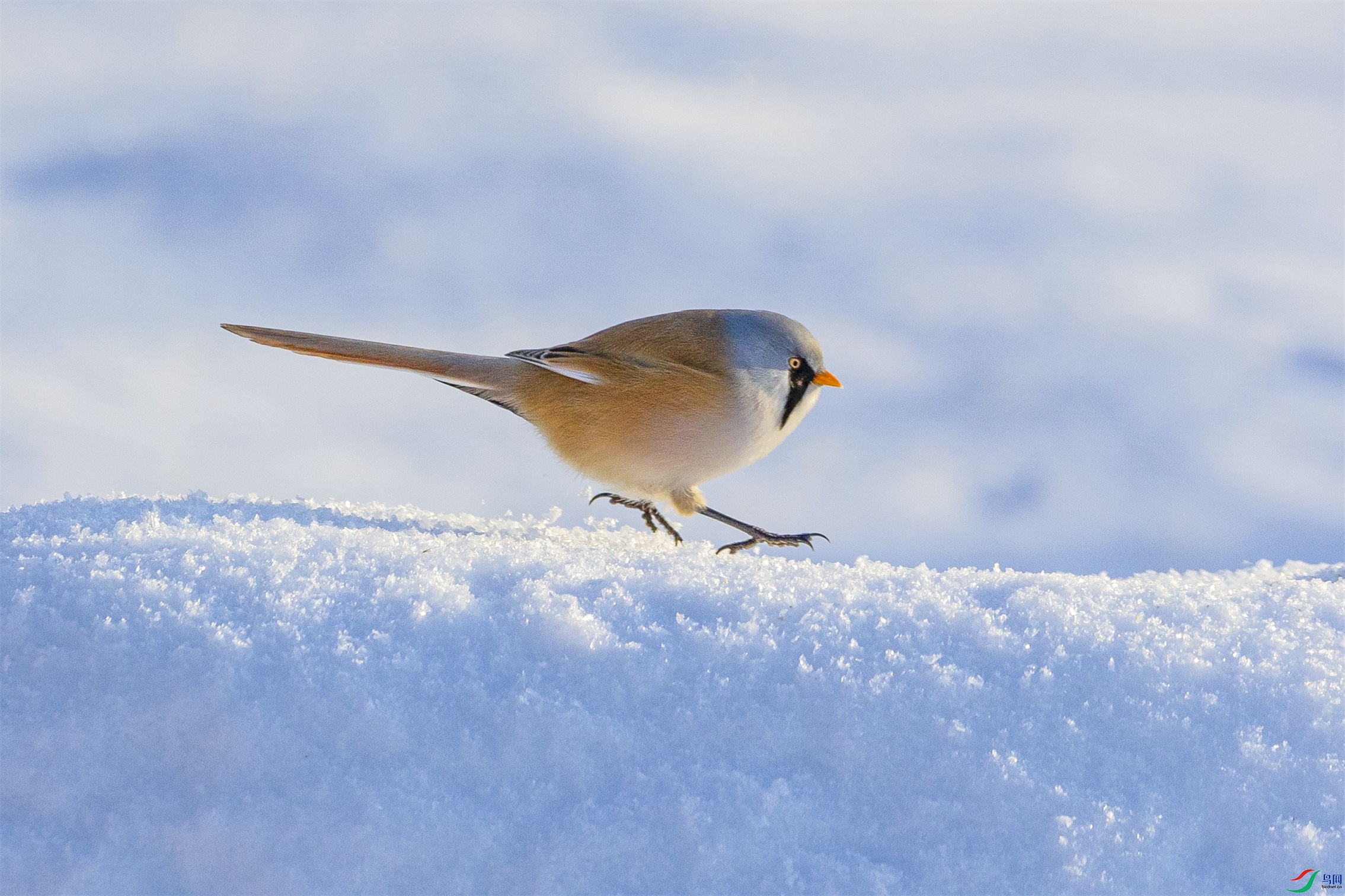 1K3A5213 ����1.jpg