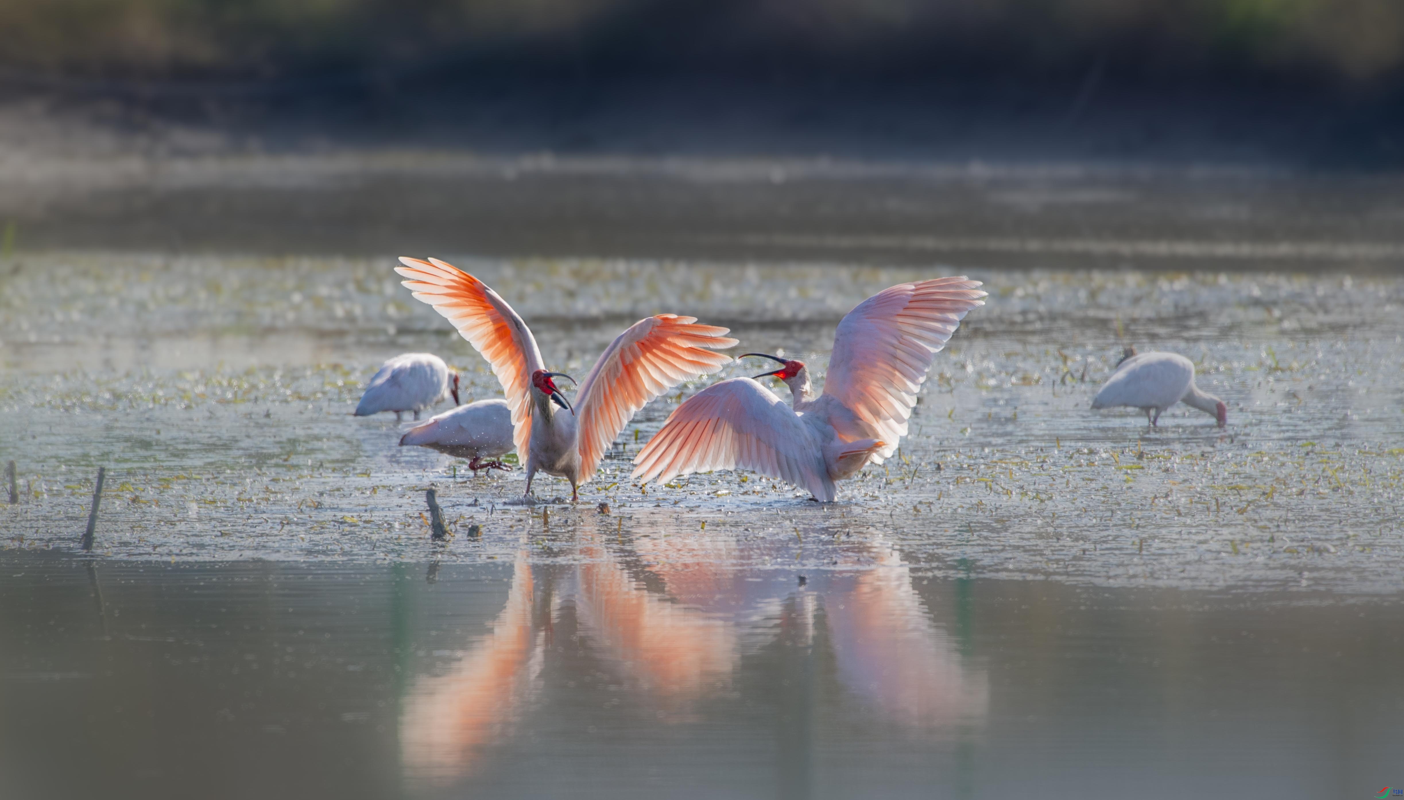 DSC_6215 ����.jpg