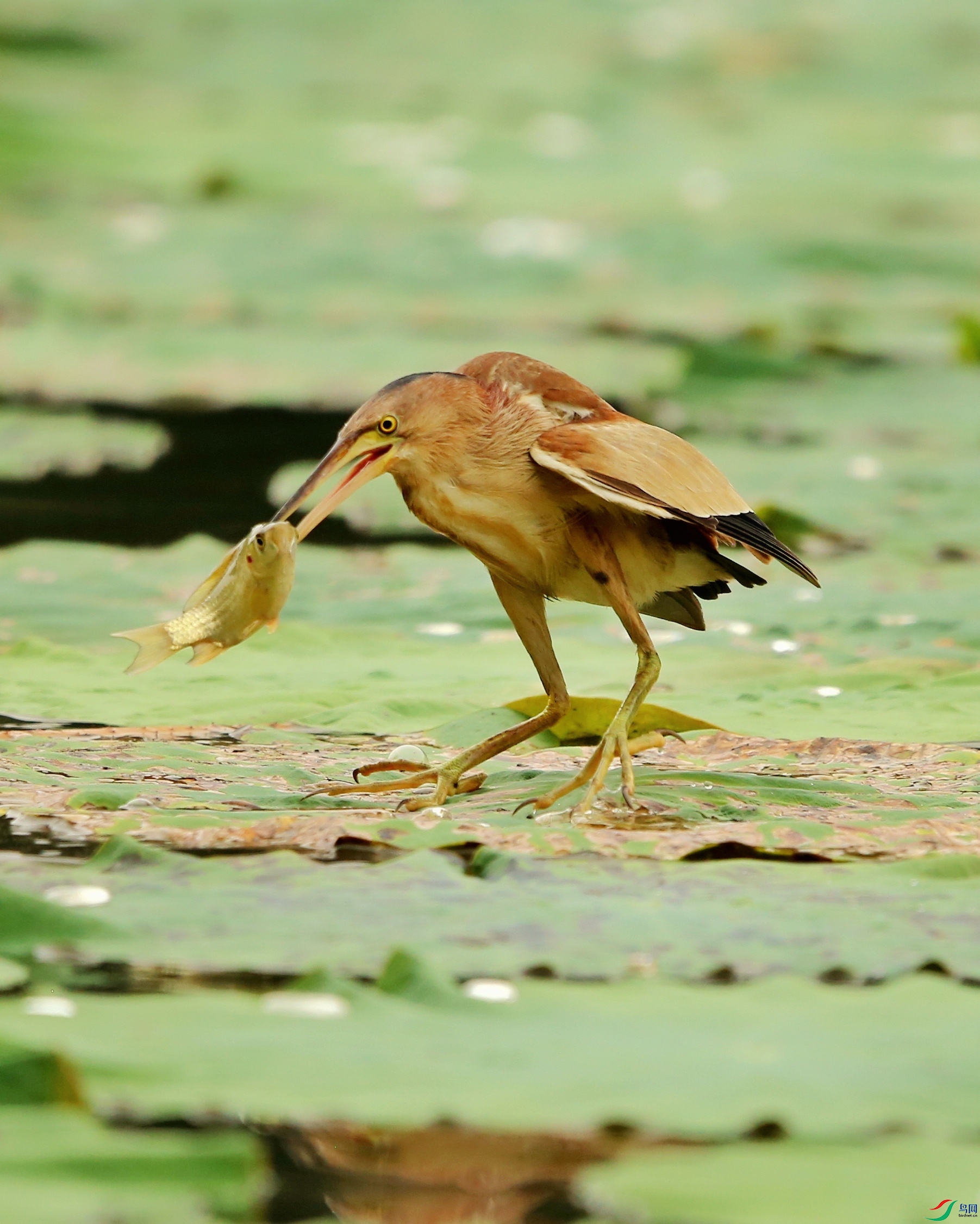 ��έ��  (64)-01.jpeg