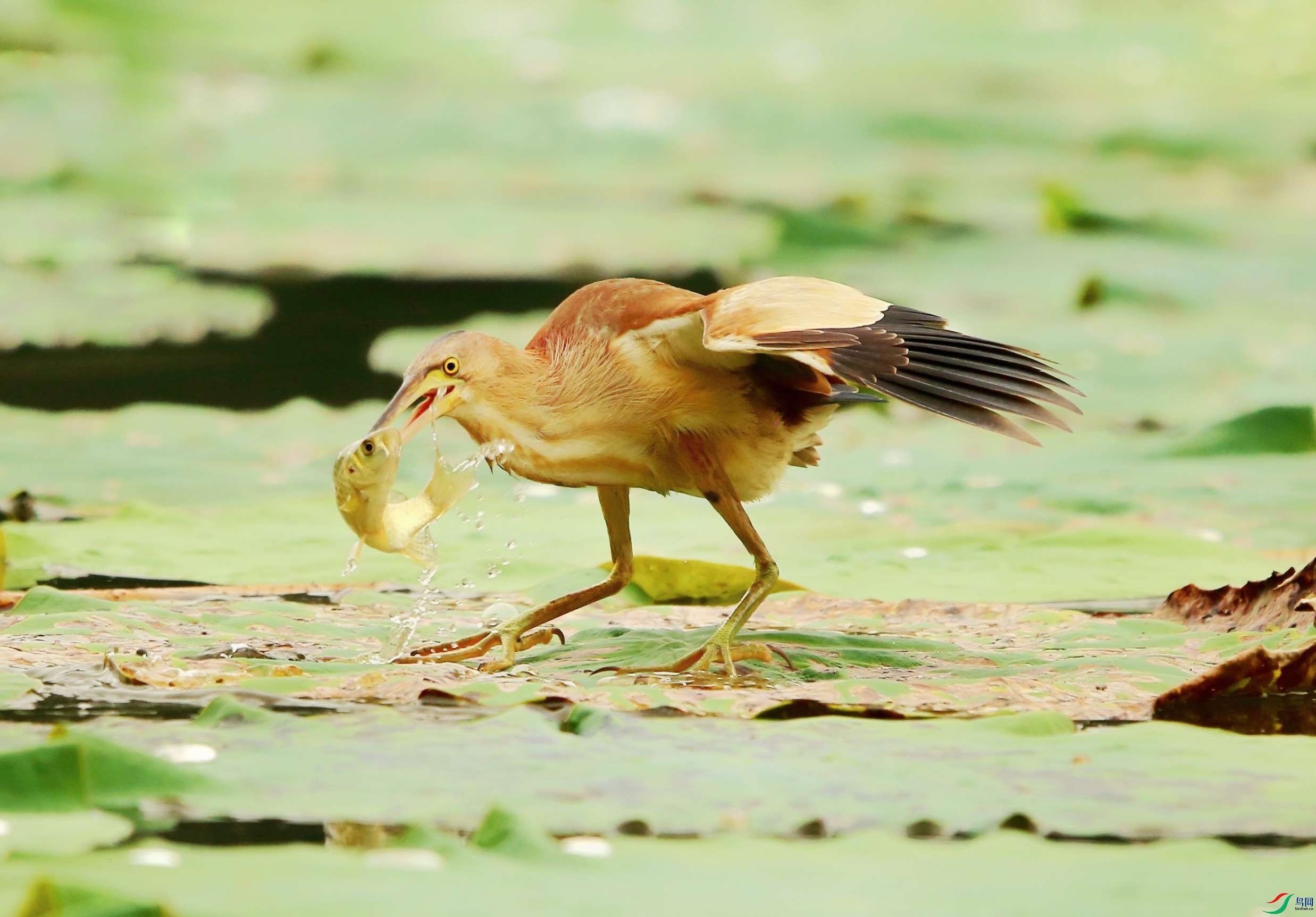 ��έ��  (62)-01-01.jpeg