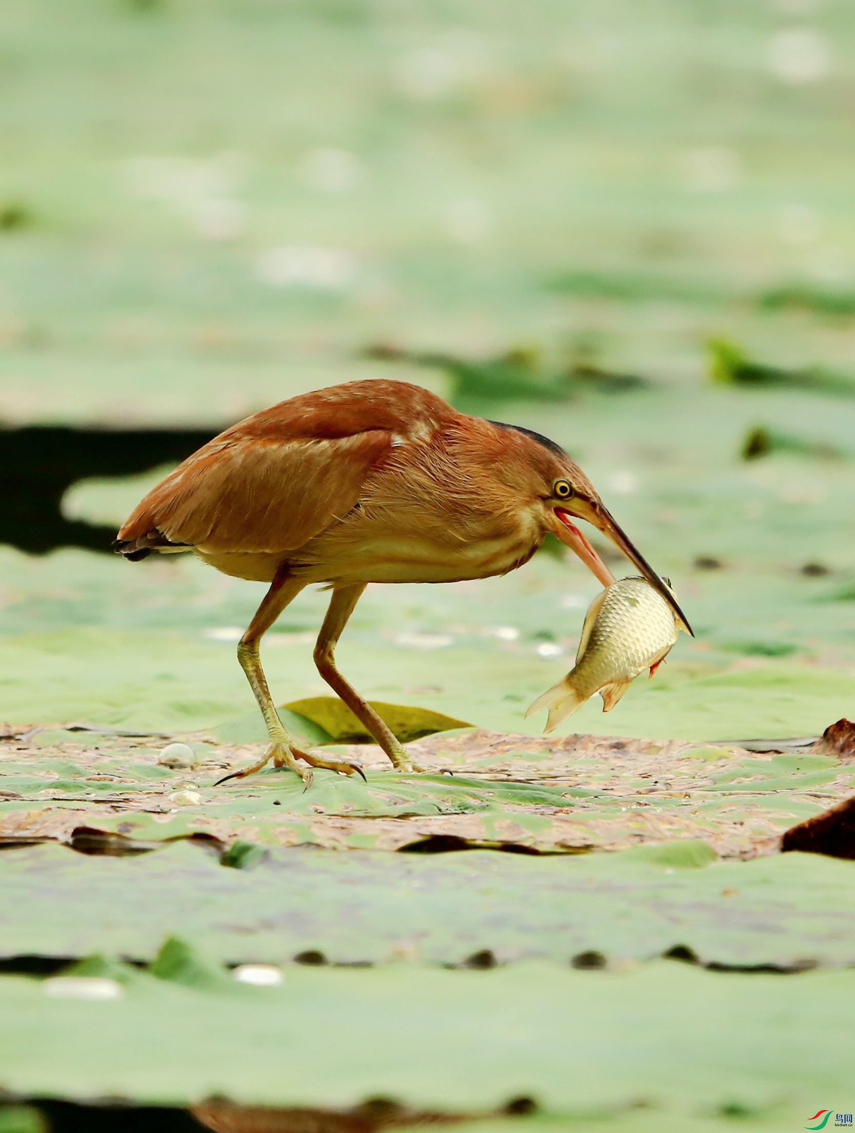 ��έ��  (68)-01.jpeg