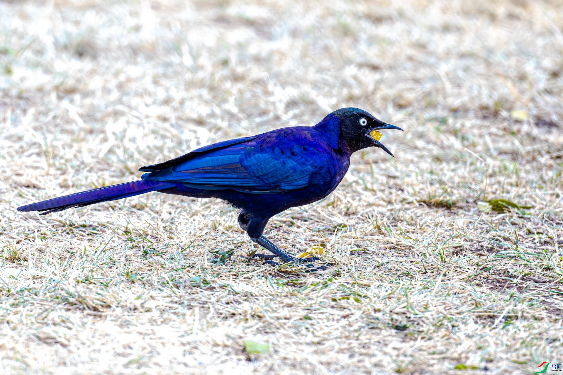 DSC_0930_����.jpg